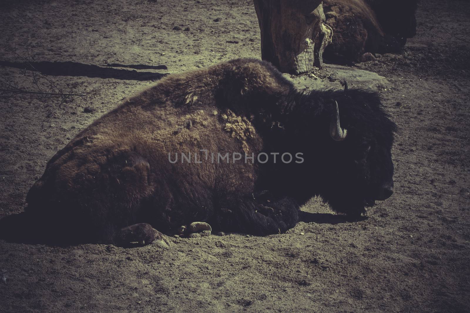 Head on American Bison