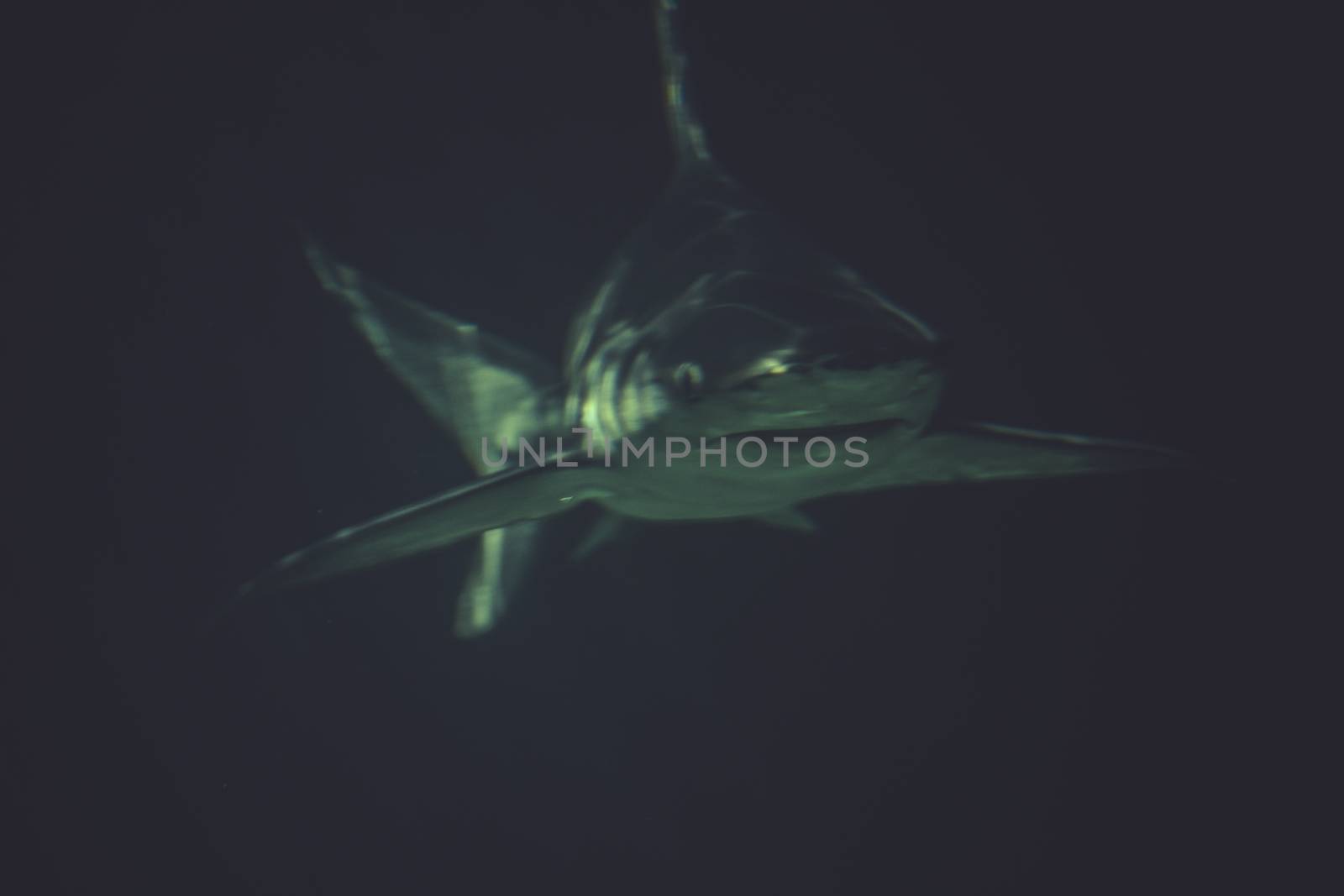 rerocious, Great Shark Underwater Photo in the deep blue water.