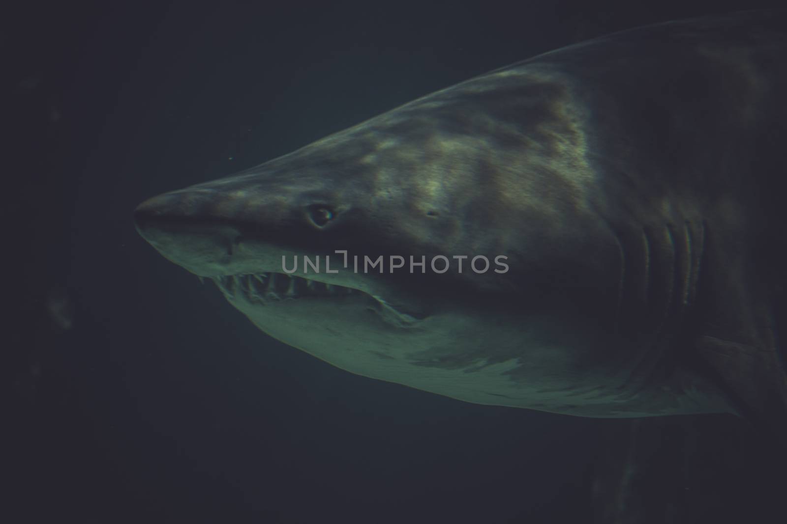 scuba, Great Shark Underwater Photo in the deep blue water. by FernandoCortes