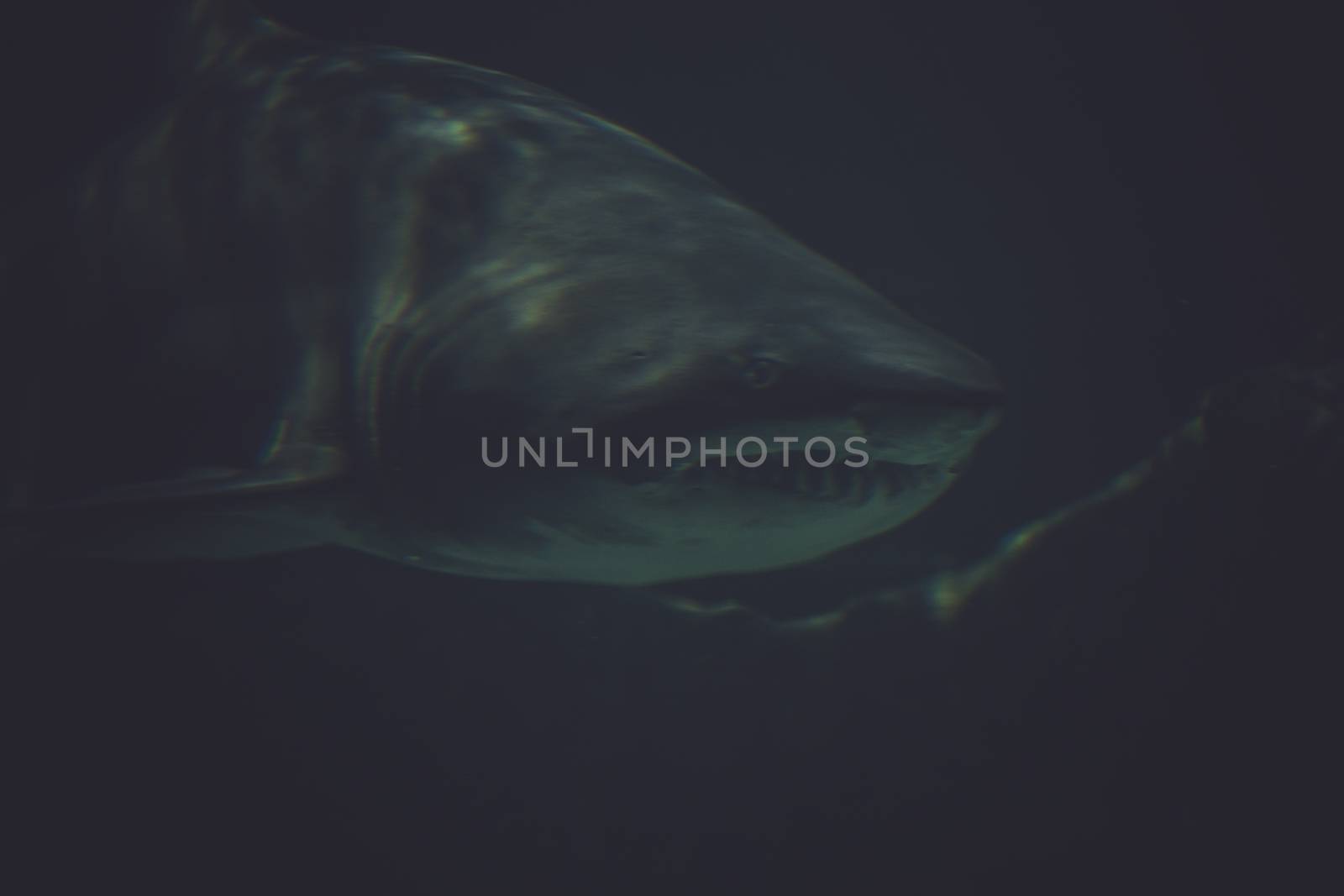 predator, Great Shark Underwater Photo in the deep blue water. by FernandoCortes