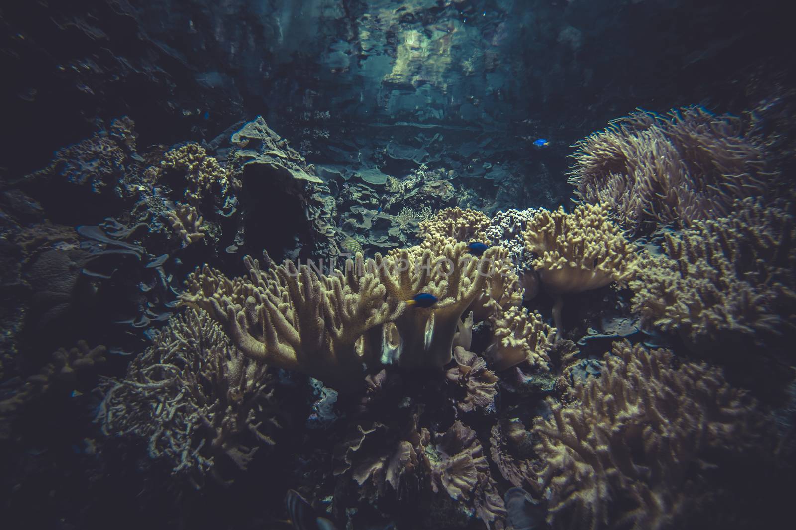 small coral reef ecosystem