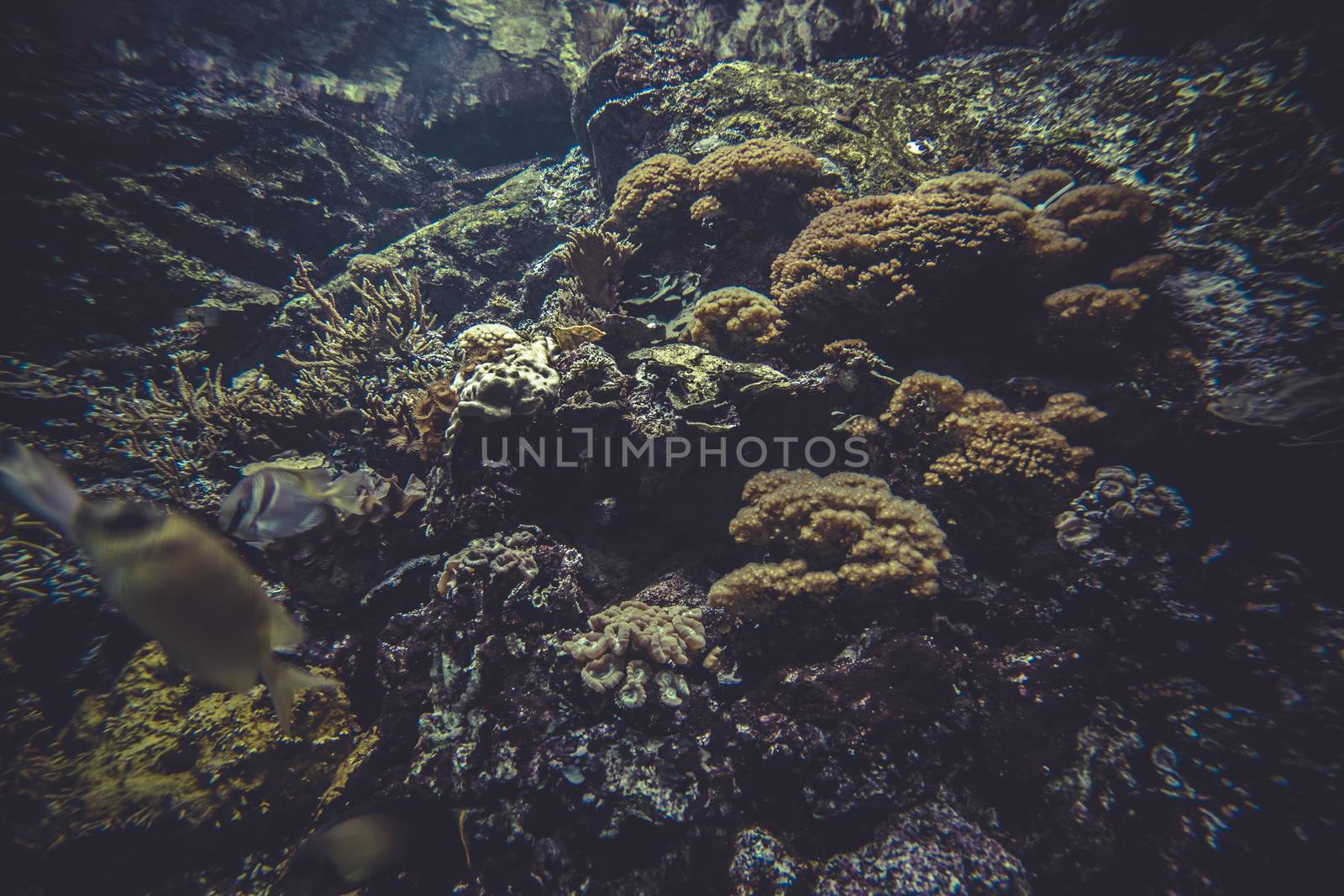 small coral reef ecosystem