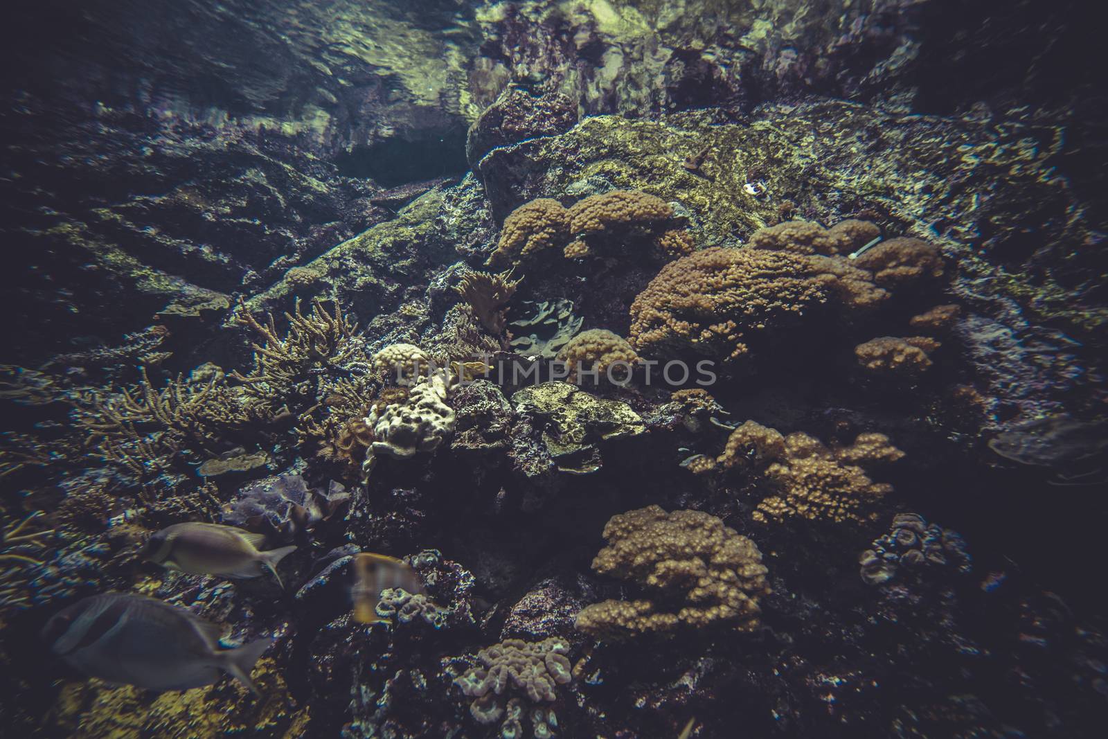 underwater, small coral reef ecosystem