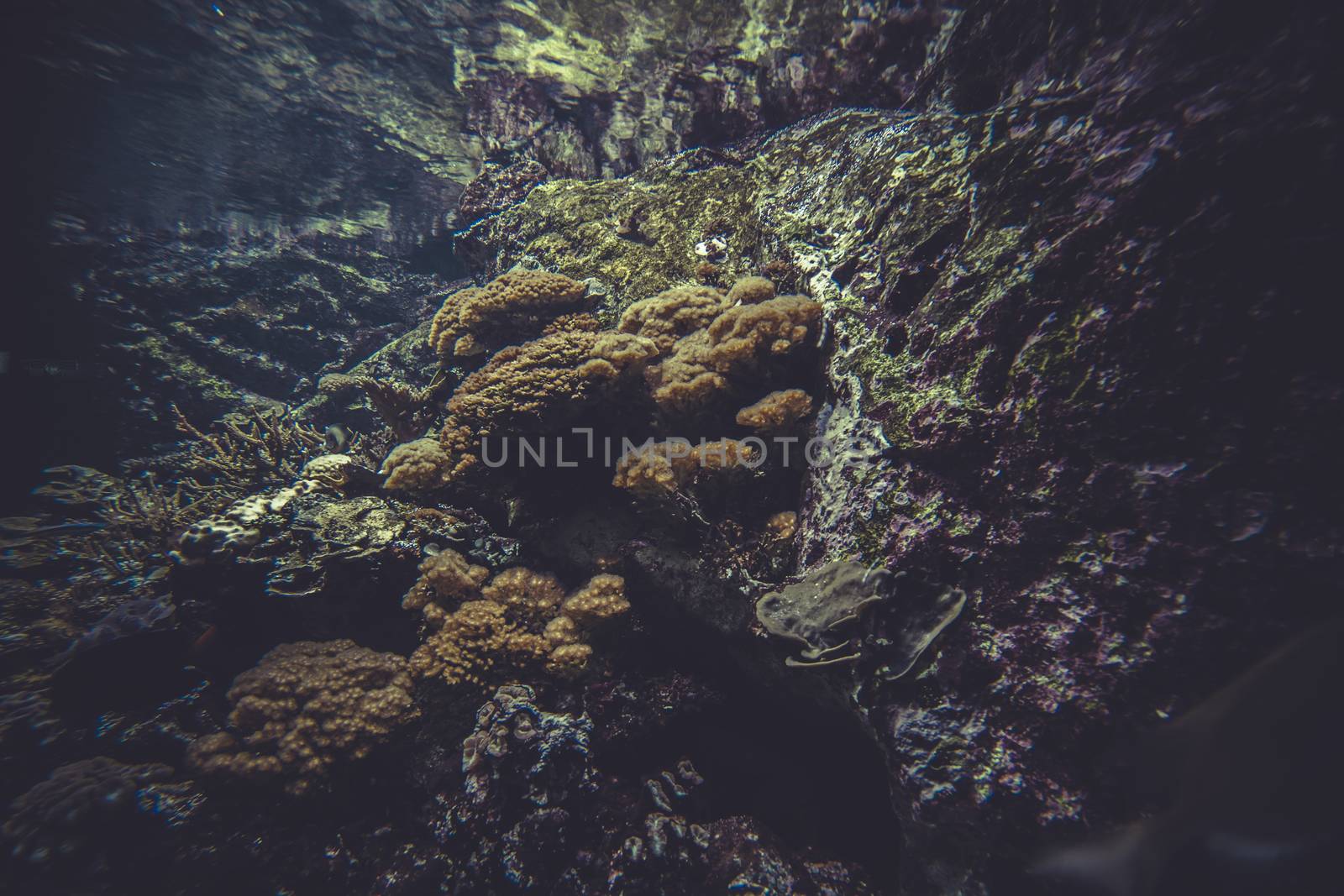 natural small coral reef ecosystem