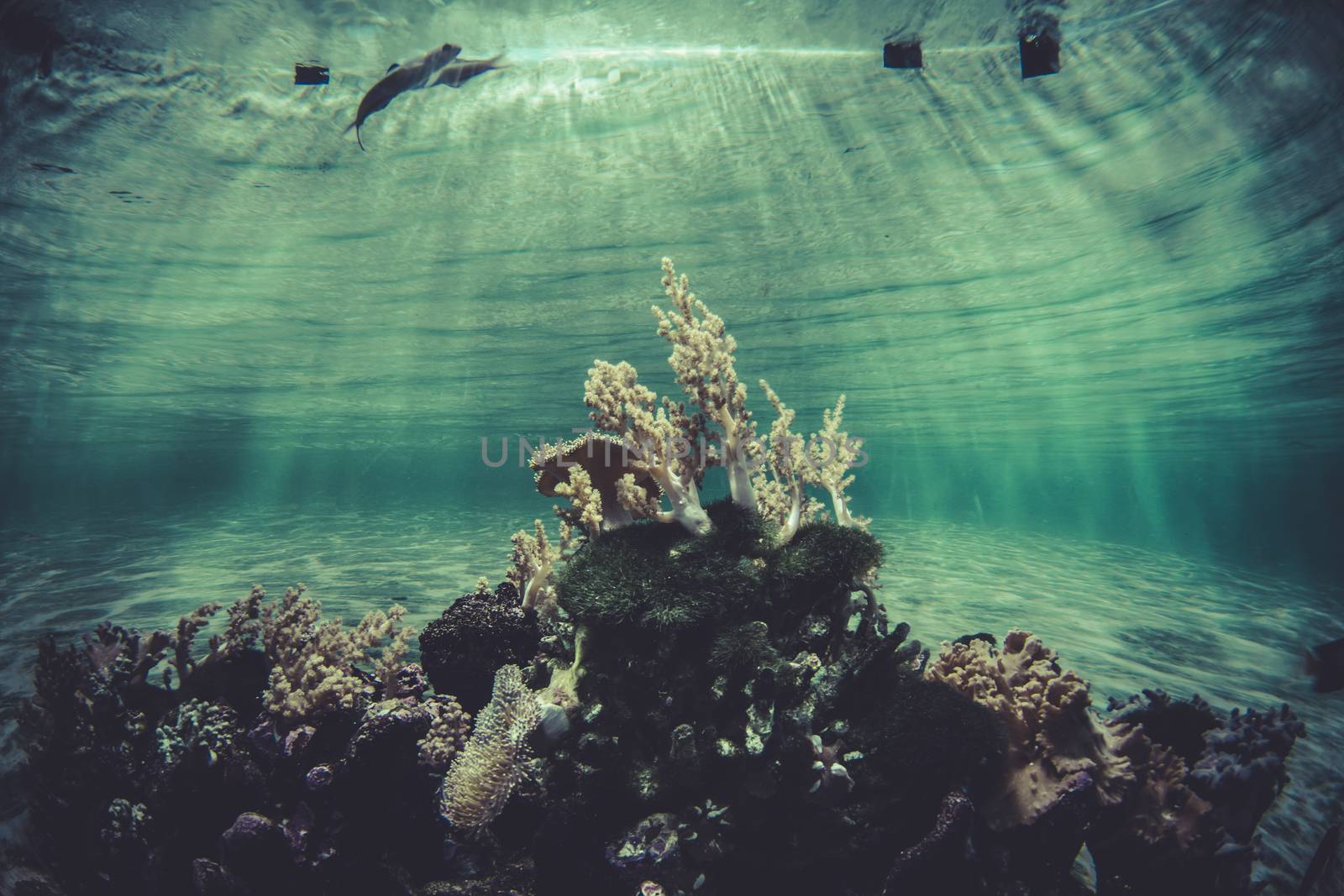 sponge, small coral reef ecosystem by FernandoCortes