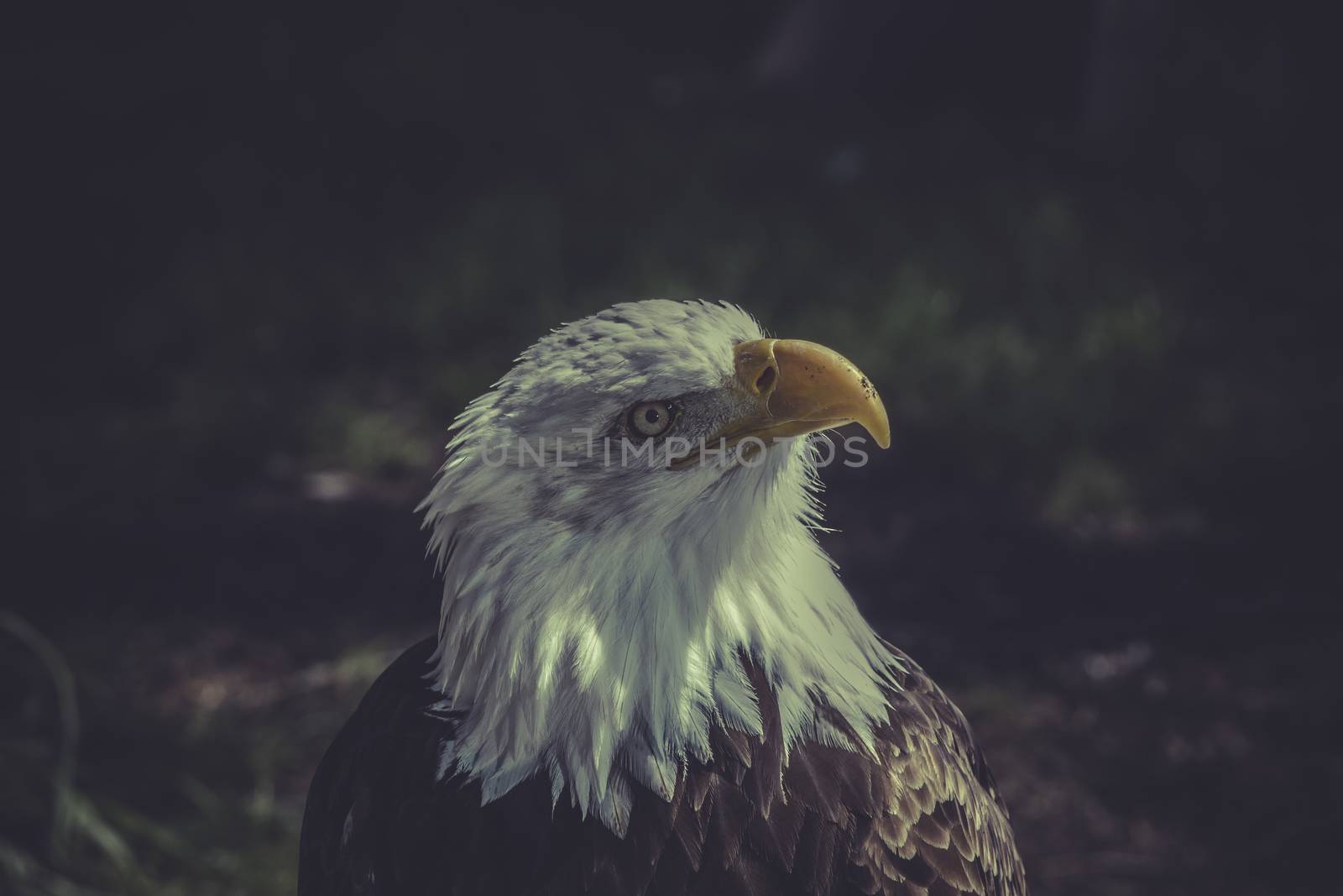 freedom, American Bald Eagle (Haliaeetus leucocephalus) by FernandoCortes
