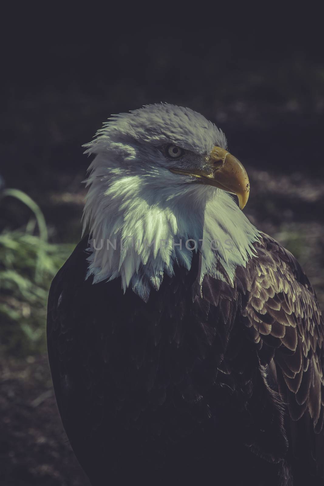 freedom, American Bald Eagle (Haliaeetus leucocephalus) by FernandoCortes