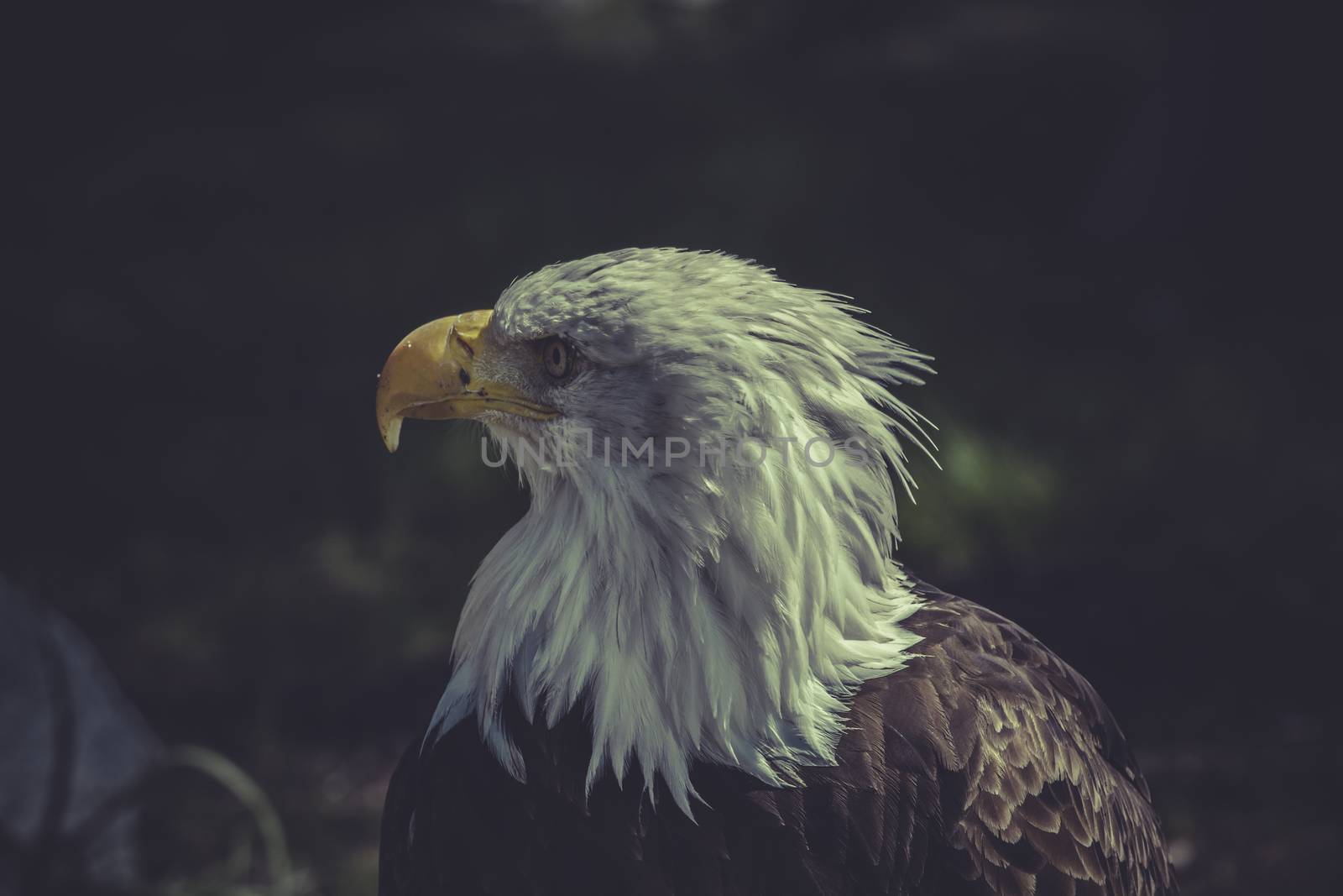 usa, American Bald Eagle (Haliaeetus leucocephalus) by FernandoCortes