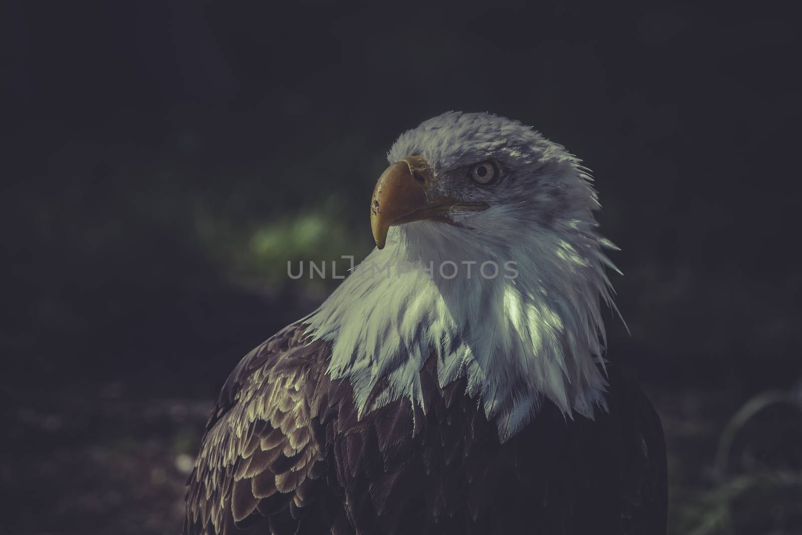 usa, American Bald Eagle (Haliaeetus leucocephalus) by FernandoCortes