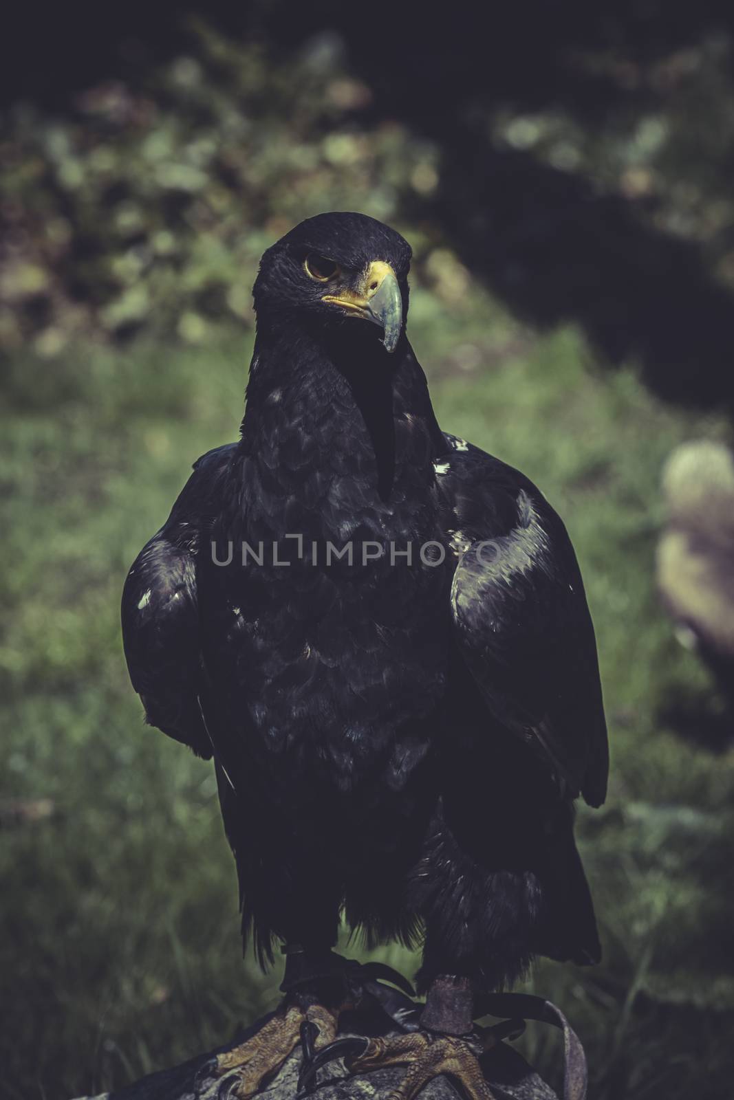 Black eagle with yellow peak