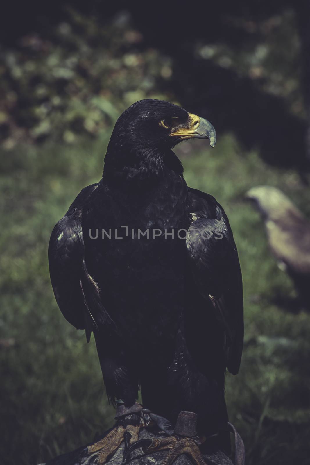 Raptor, Black eagle with yellow peak by FernandoCortes