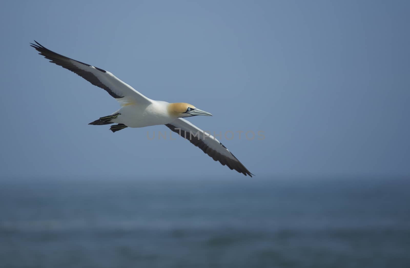 Cape Gannet (Morus capensis) flying above the sea near Lamberts Bay in the Western Cape of South Africa