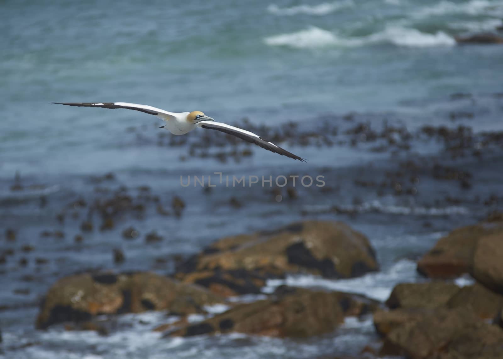 Cape Gannet (Morus capensis) flying above a rocky coast near Lamberts Bay in the Western Cape of South Africa
