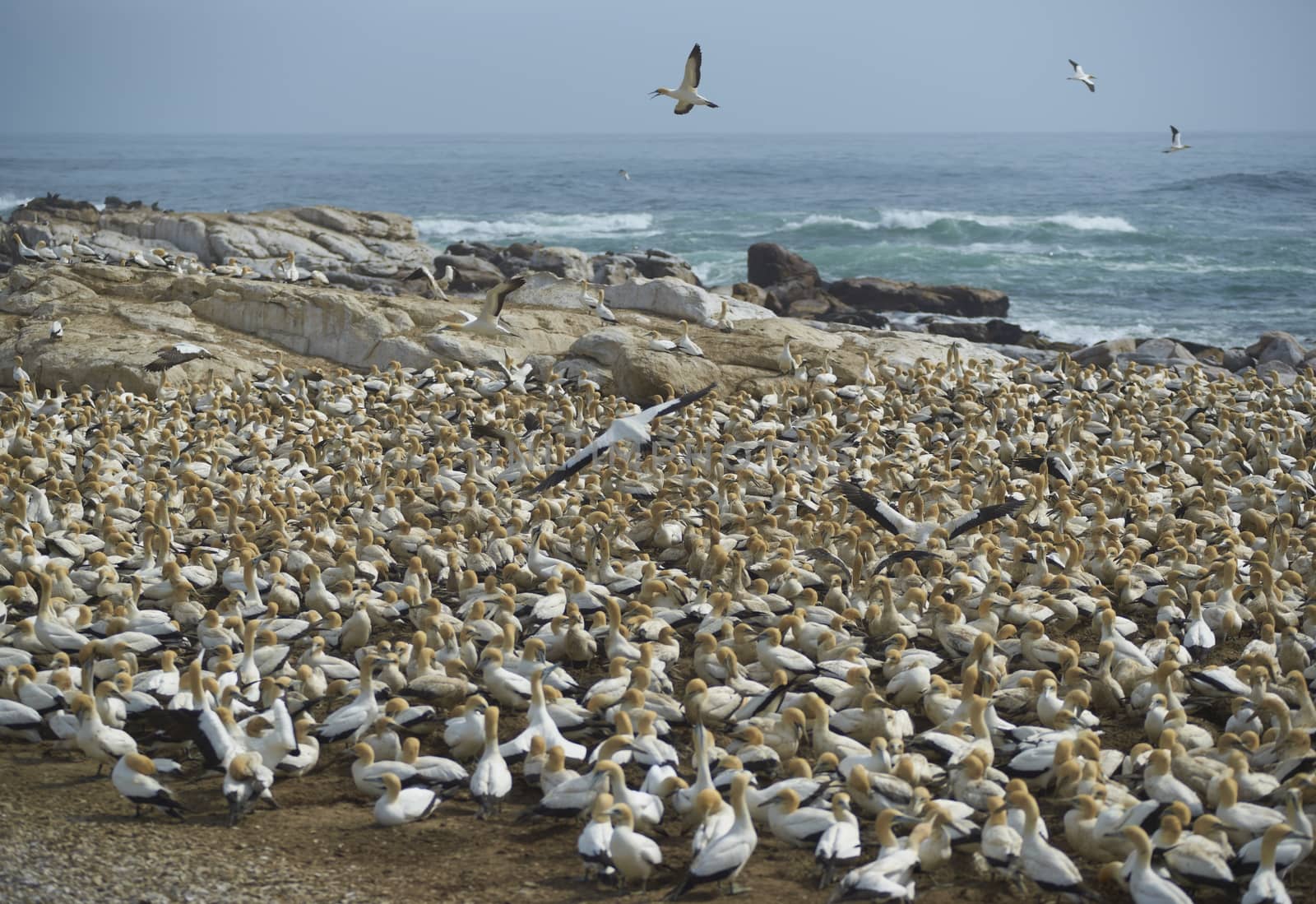 Crowded colony of Cape Gannets (Morus capensis) at Lamberts Bay in the Western Cape of South Africa