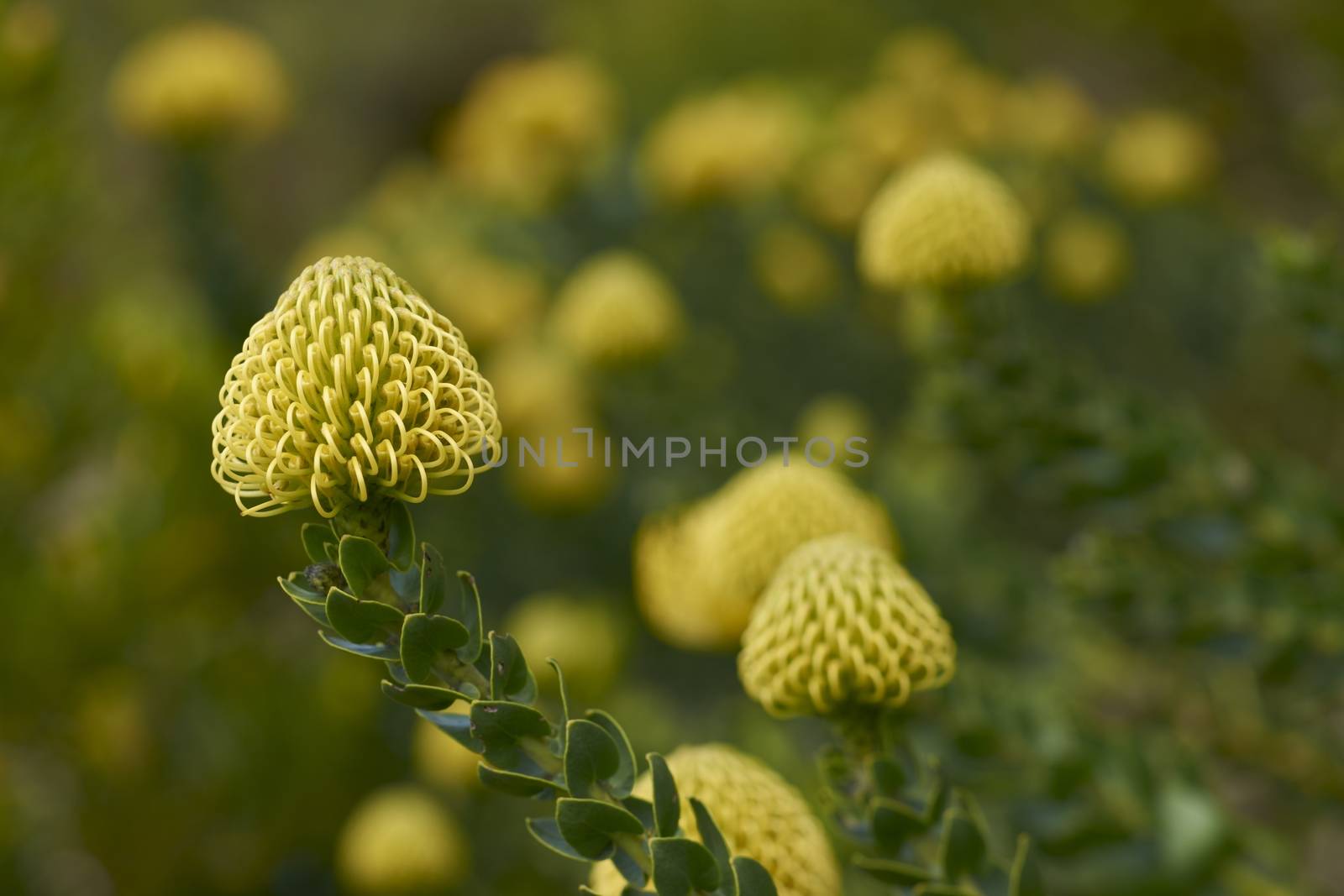 Protea flowers in Kirstenbosch National Botanical Gardens in Cape Town, South Africa