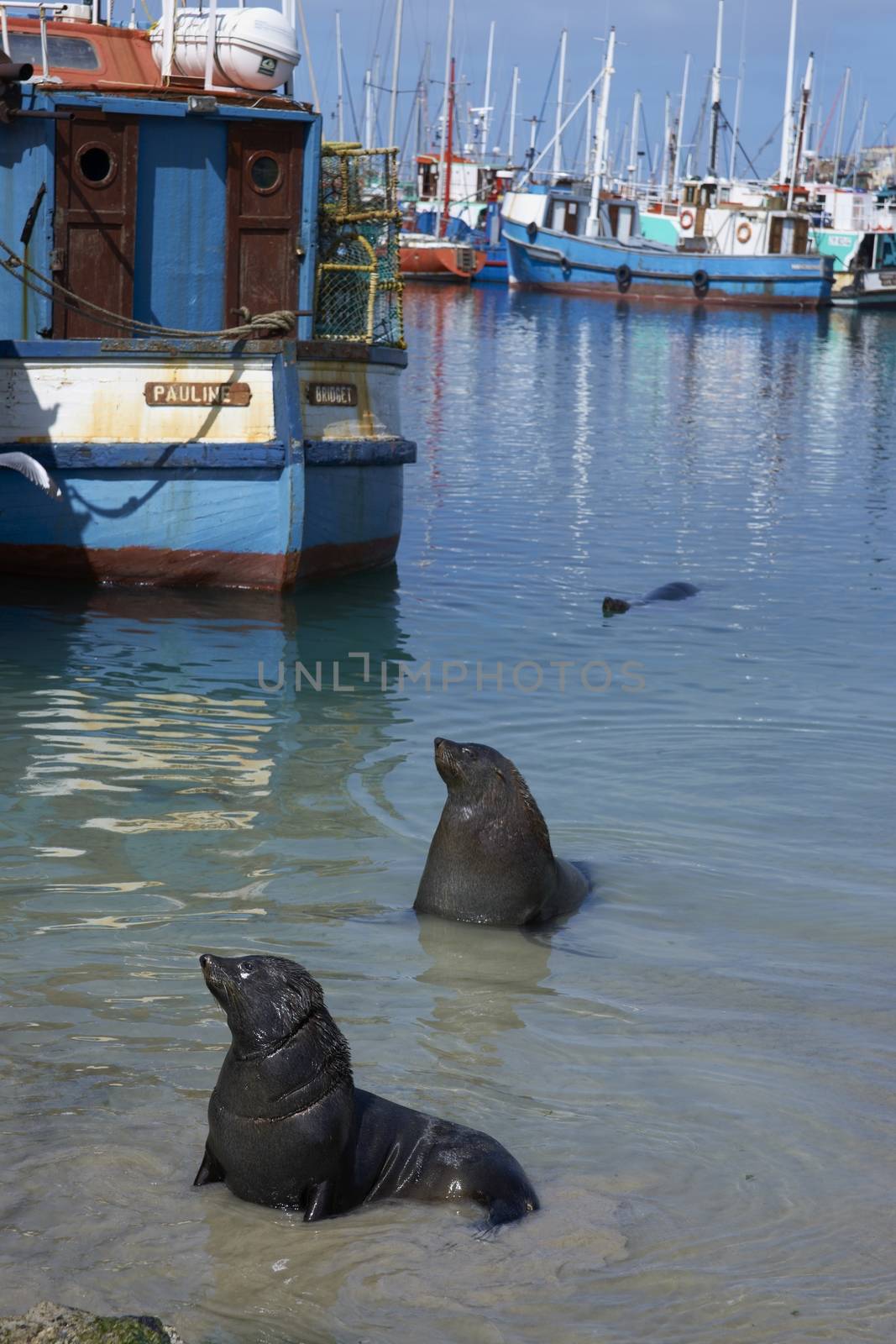 Cape Fur Seals (Arctocephalus pusillus) in shallow water amongst the fishing boats in Houts Bay, South Africa