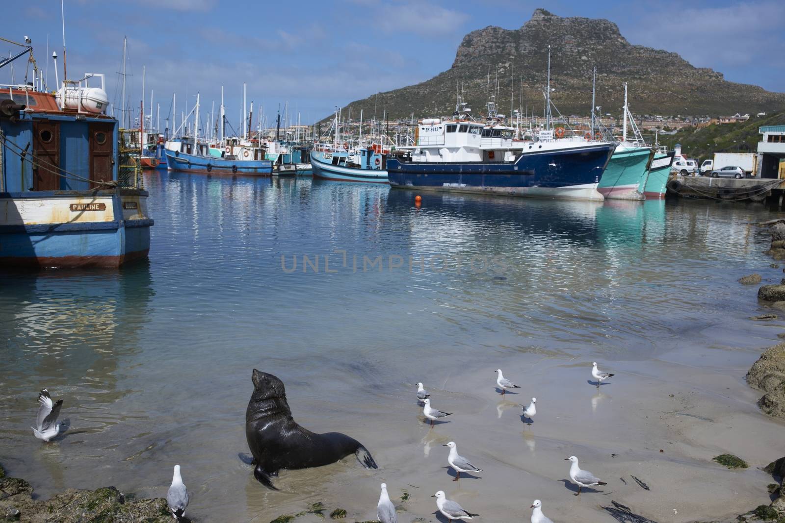 Cape Fur Seal (Arctocephalus pusillus) in shallow water amongst the fishing boats in Houts Bay, South Africa