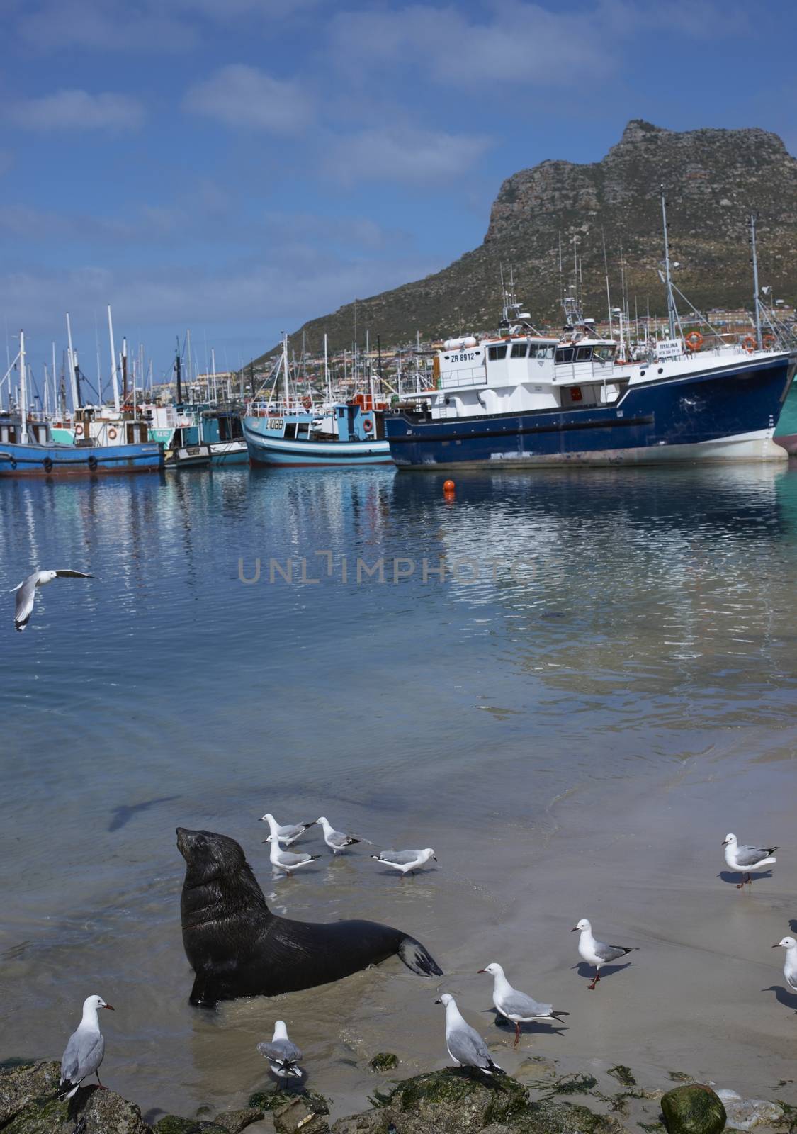 Cape Fur Seal (Arctocephalus pusillus) in shallow water amongst the fishing boats in Houts Bay, South Africa