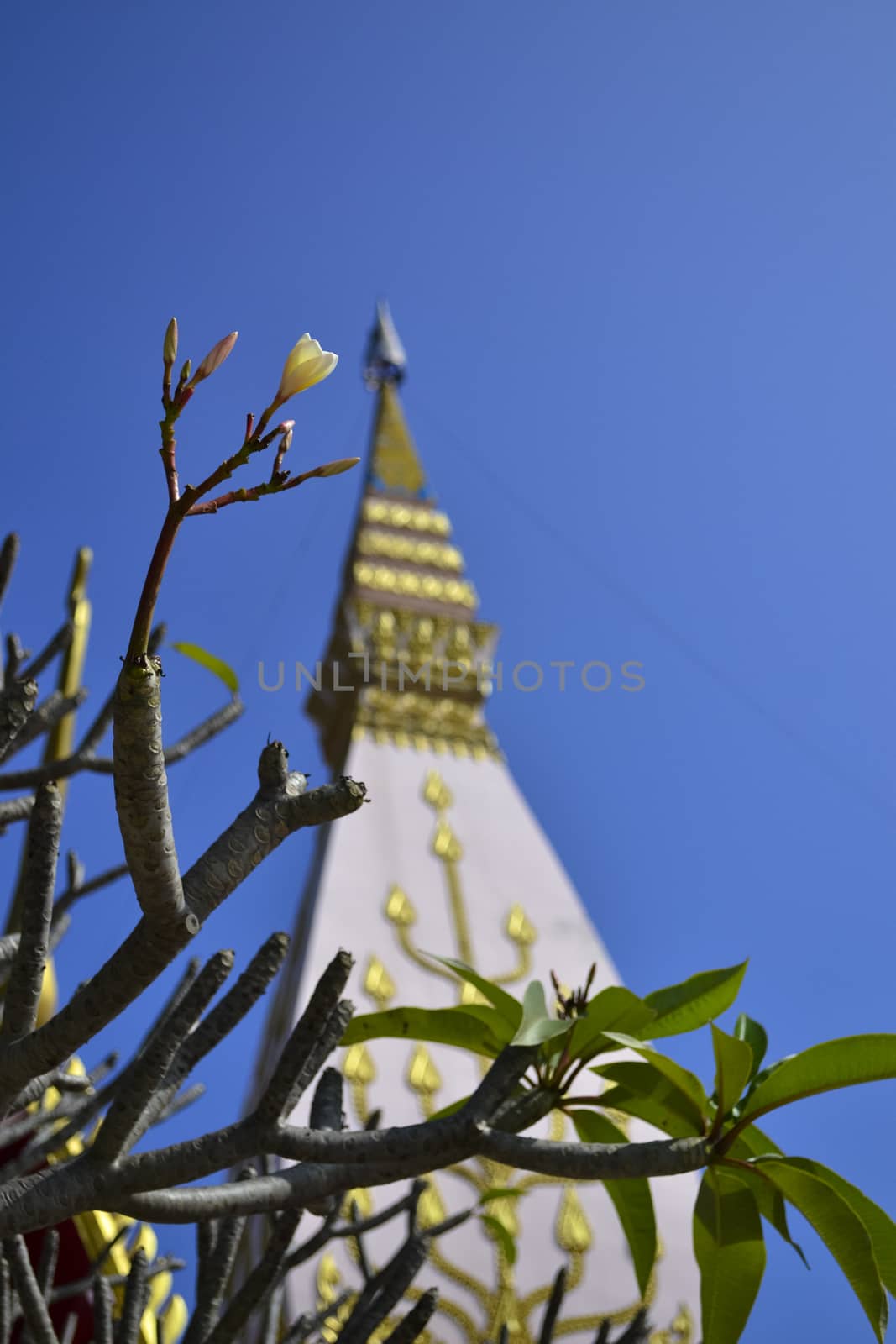 Frangipani and Pagoda at Wat Lat Pu Song Tum Phrathat Satcha