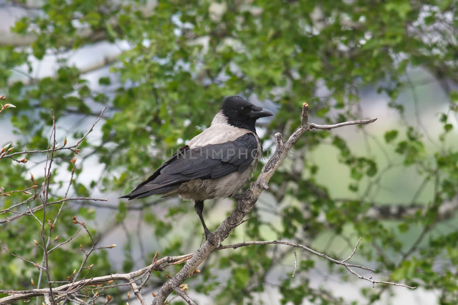 gray crow sitting on a branch among green leaves