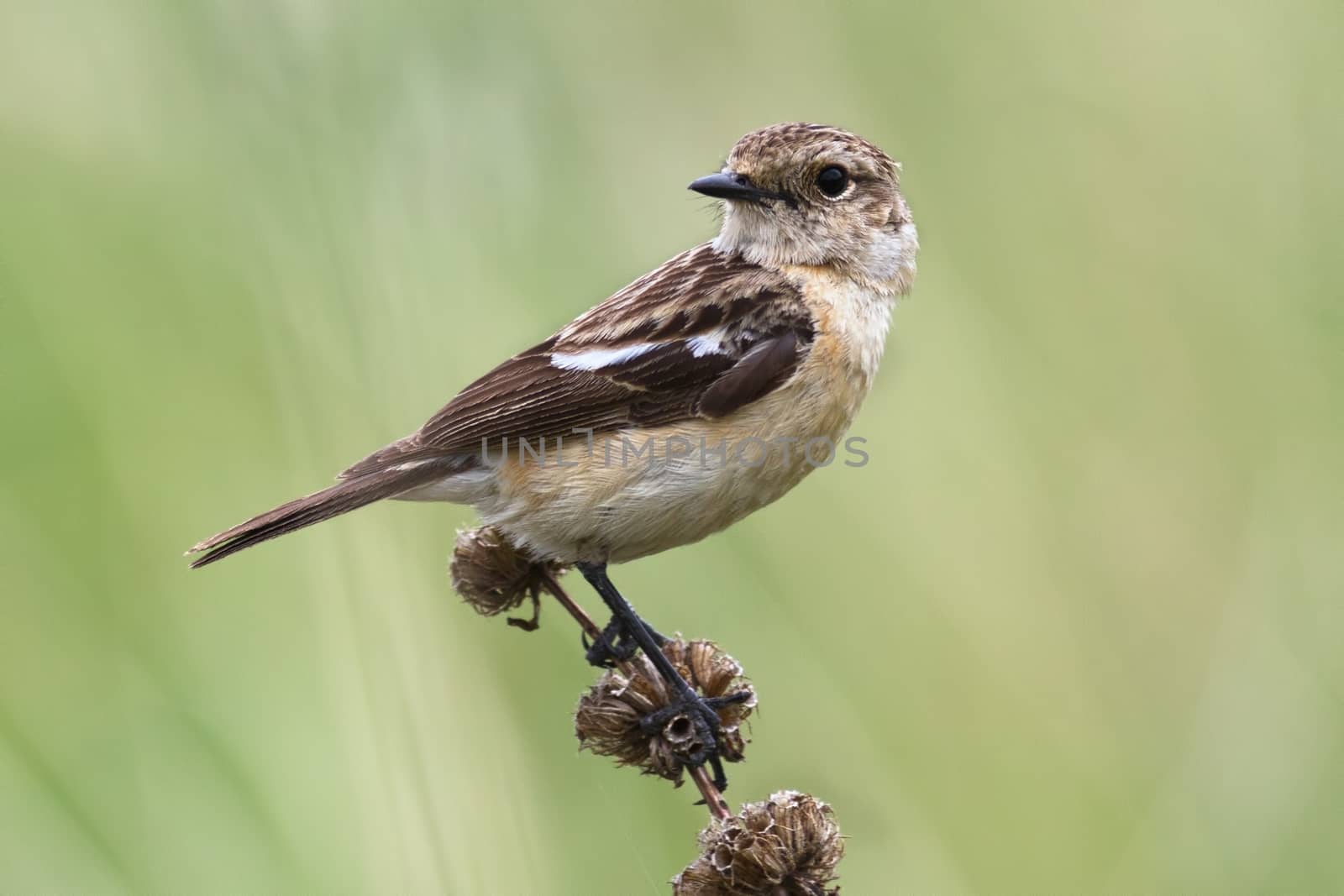 Female stonechatt (Saxicola rubicola) sits on a branch