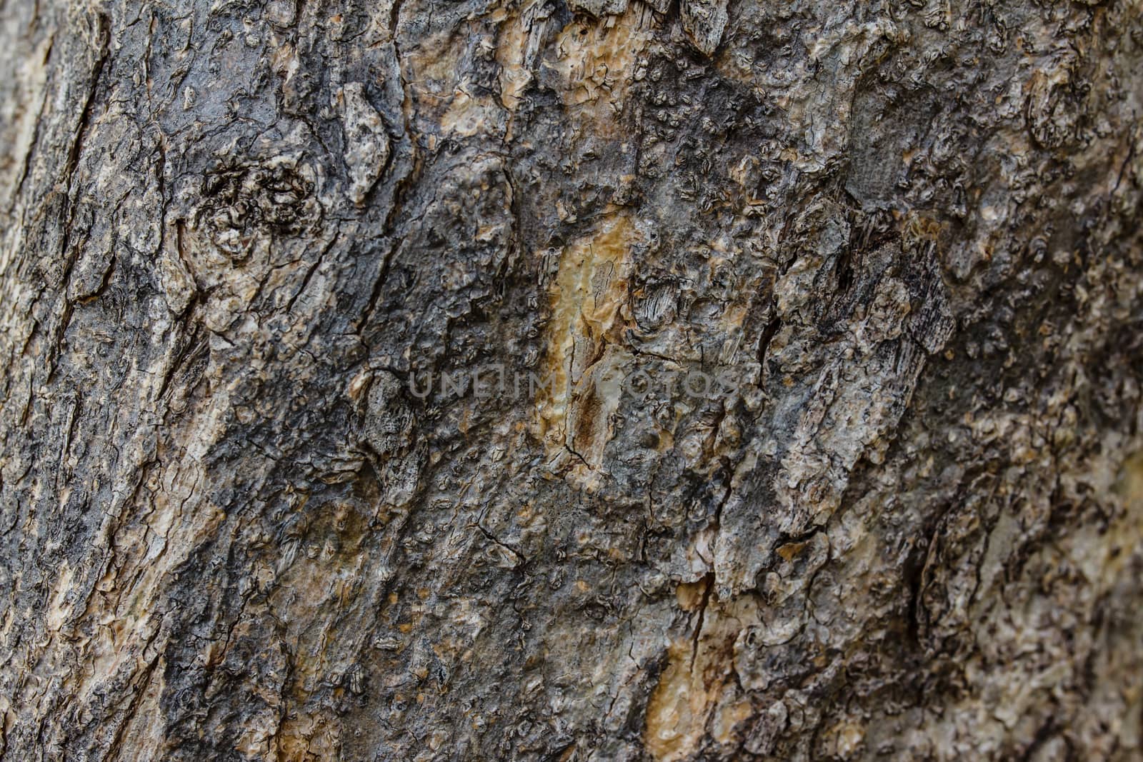 Bark of Old Wood Tree Texture Background Pattern