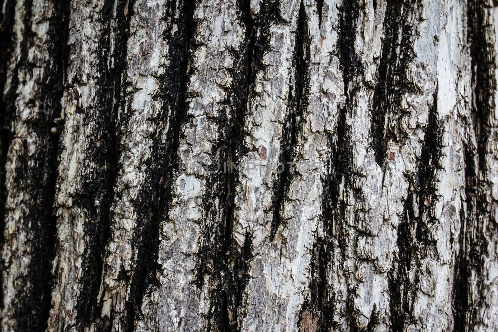 Bark of Old Wood Tree Texture Background Pattern