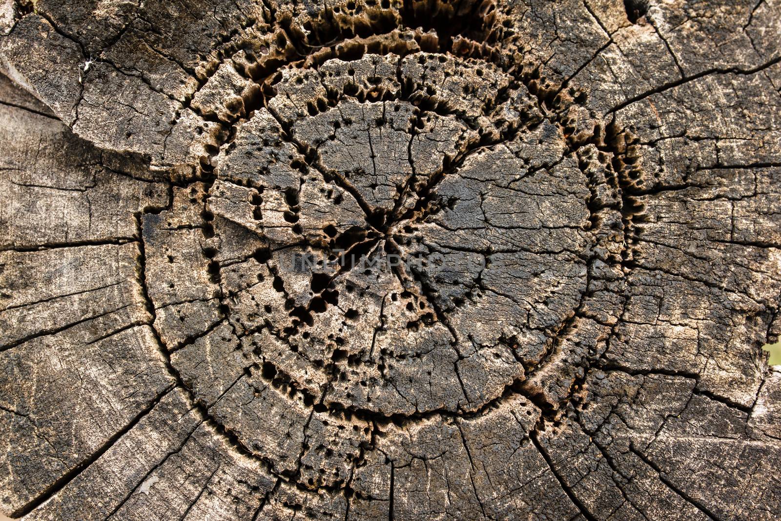 old tree stump texture background