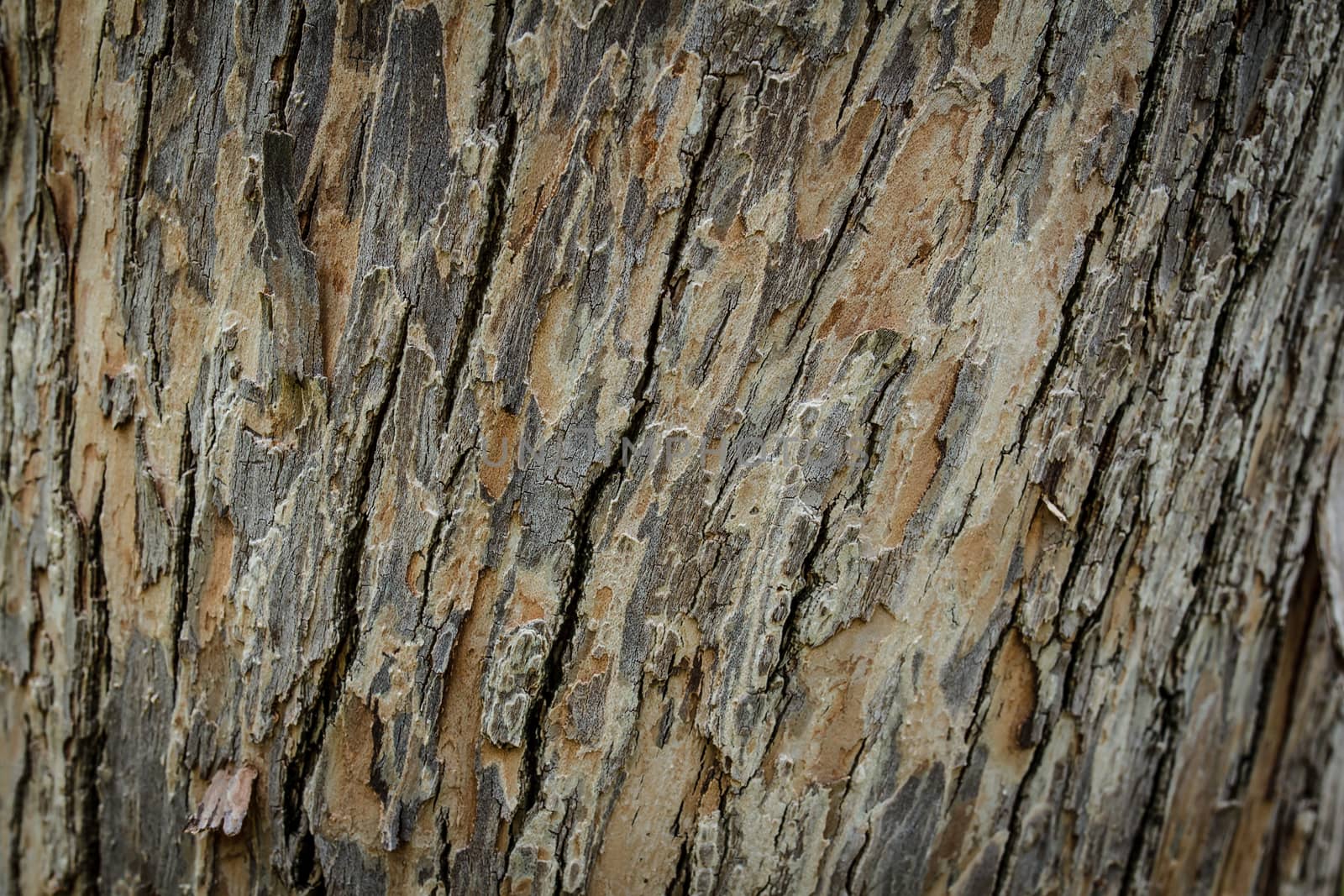 Bark of Old Wood Tree Texture Background Pattern