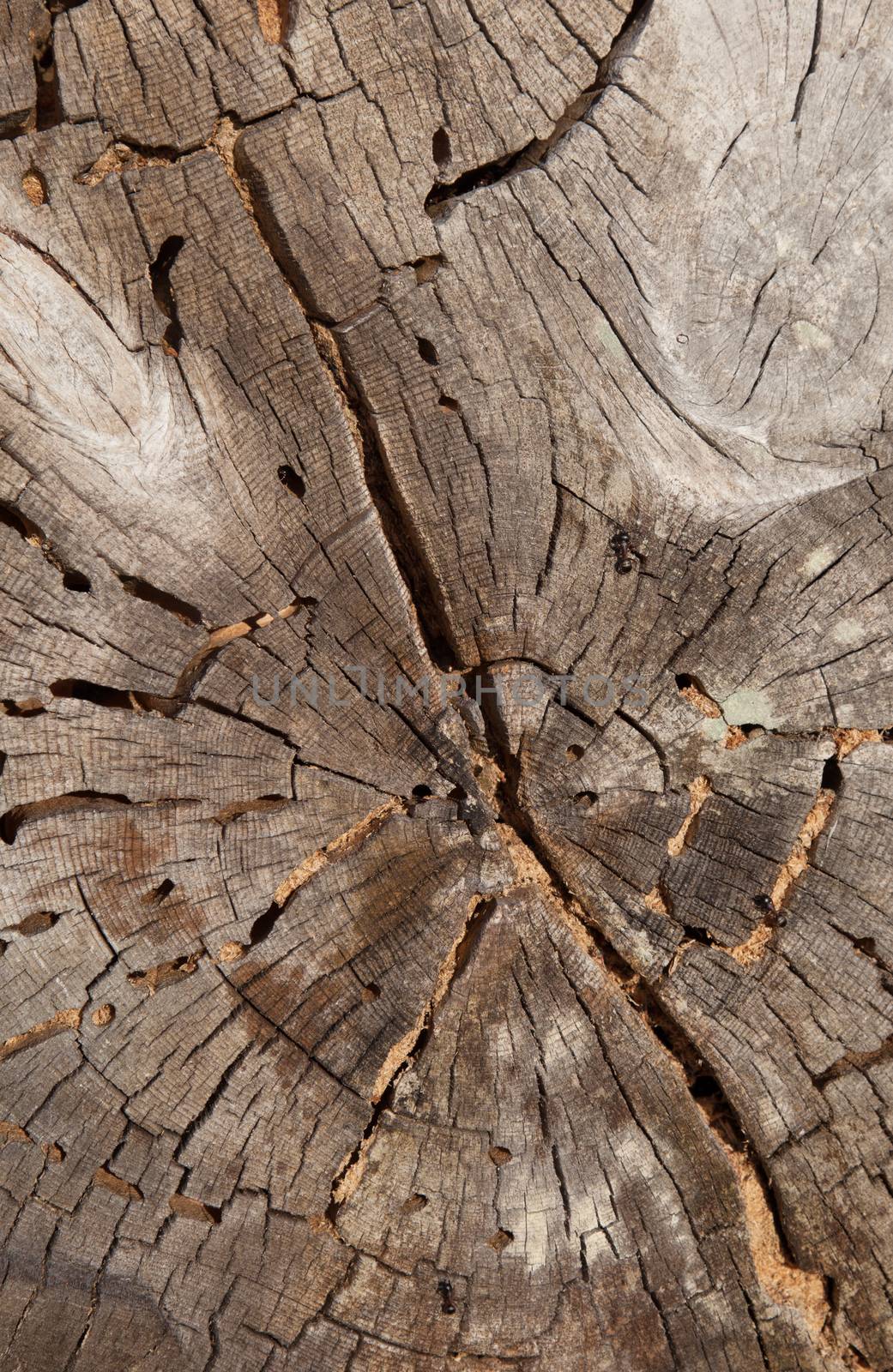 Cross-section of the old tree carpenter ant-eaten. (kamponotus gerkuleanus) 
