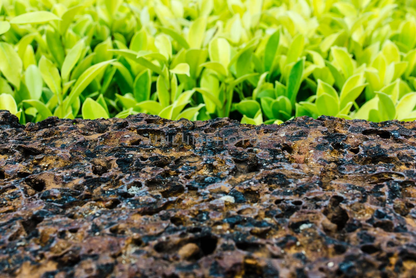 old laterite brick with green leaf background