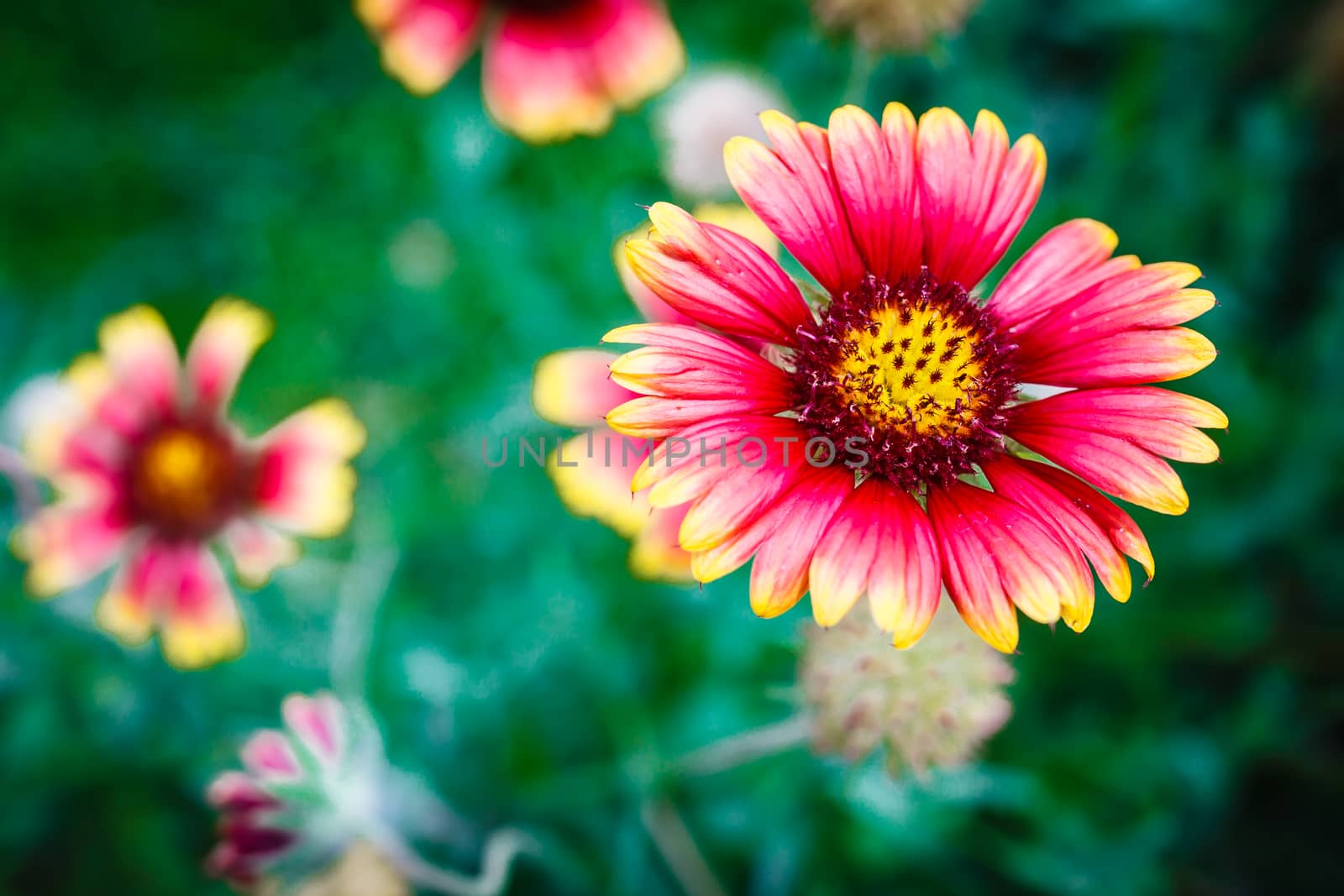 beauty  flower on green background, flower garden
