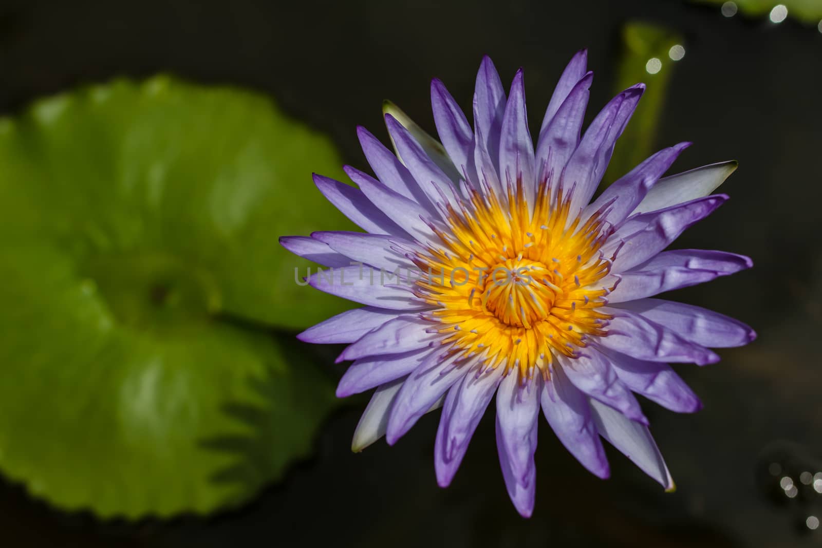 purple lotus in pond, background