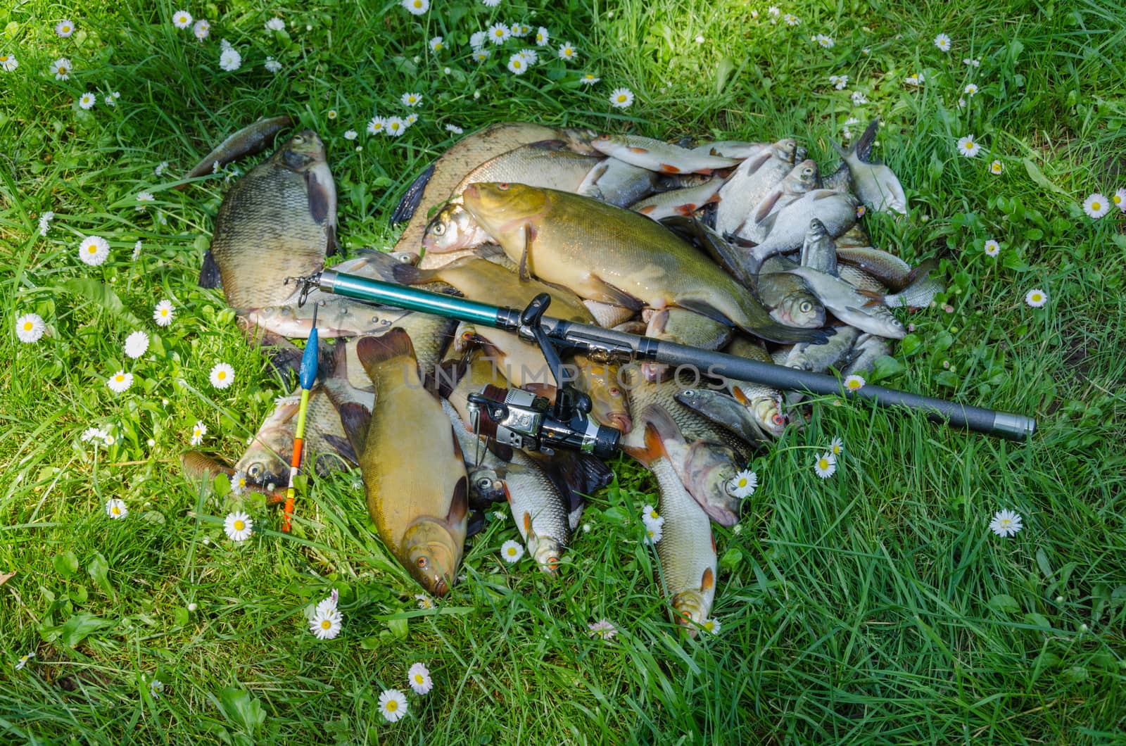 successfull fish catch pile on grass with rod and float