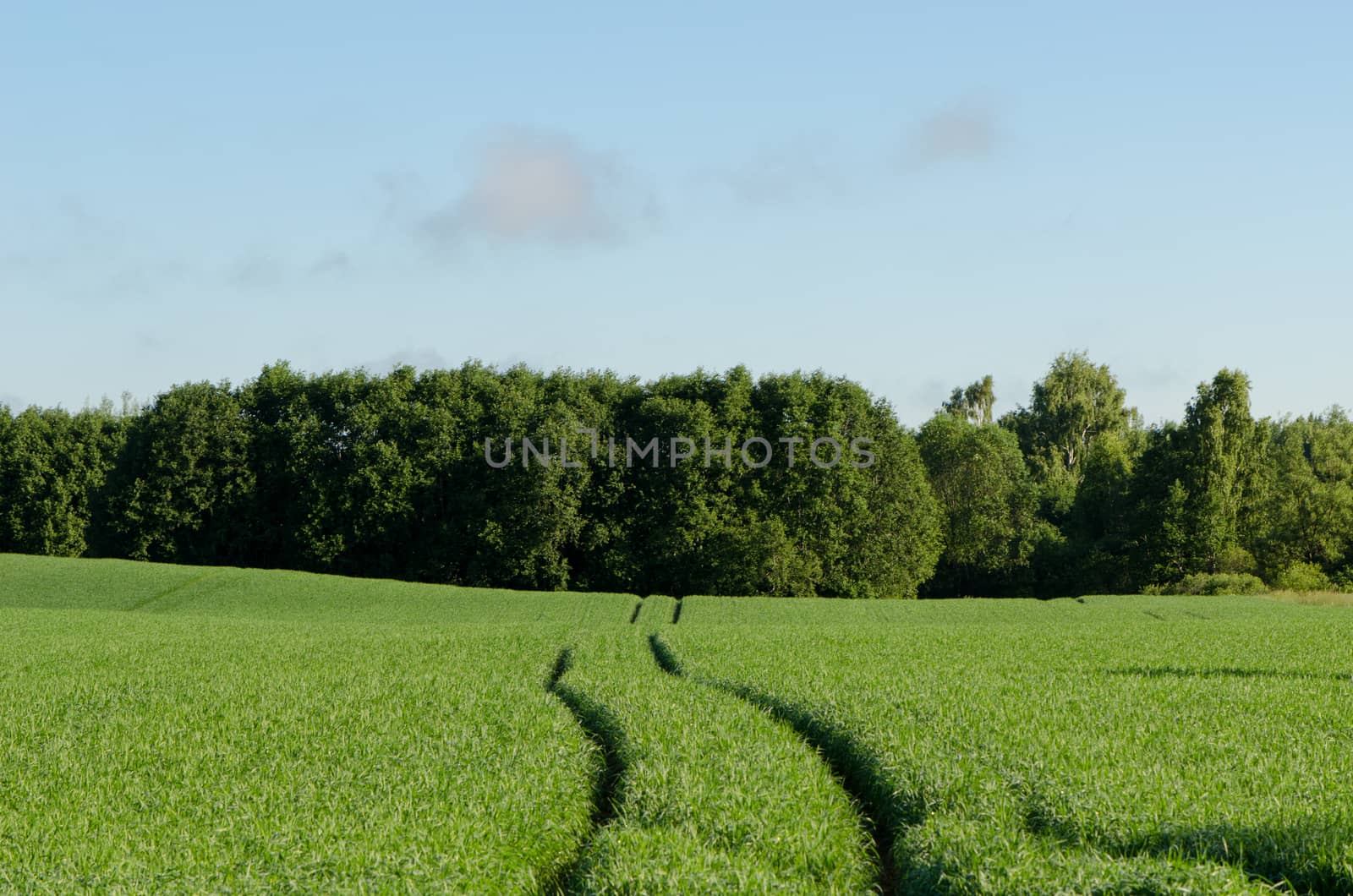 picturesque rural landscape with rye dirt road leading toward the horizon