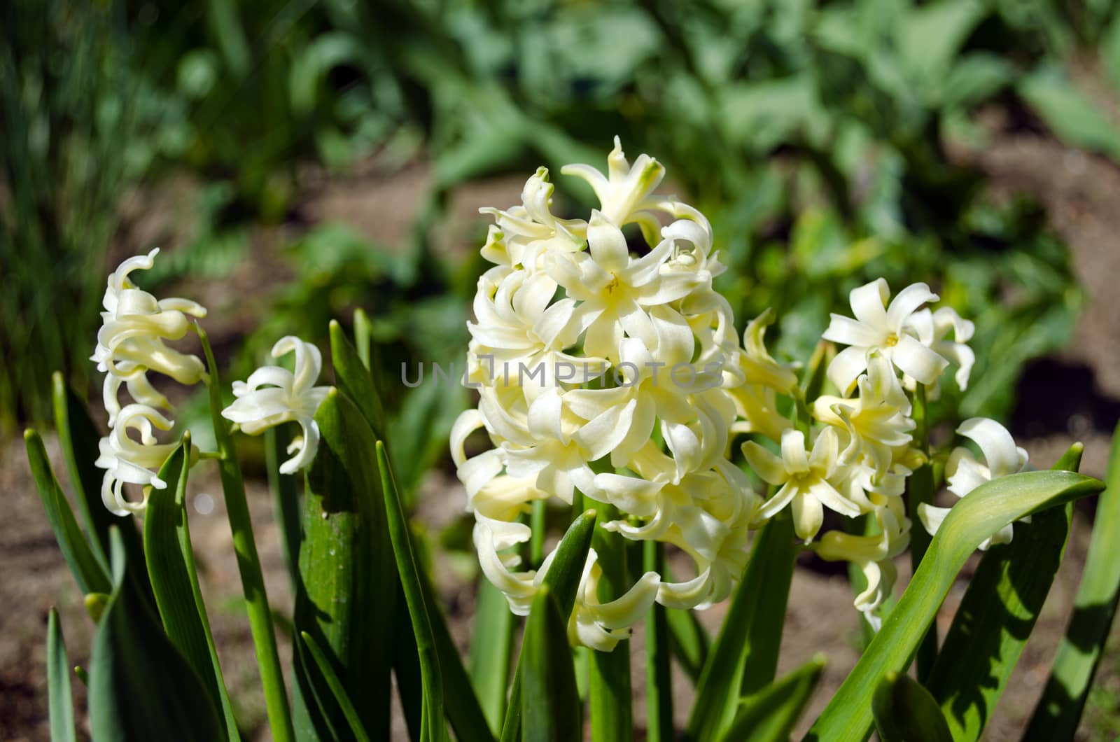 close up of small white spring flowers hyacinths in the garden