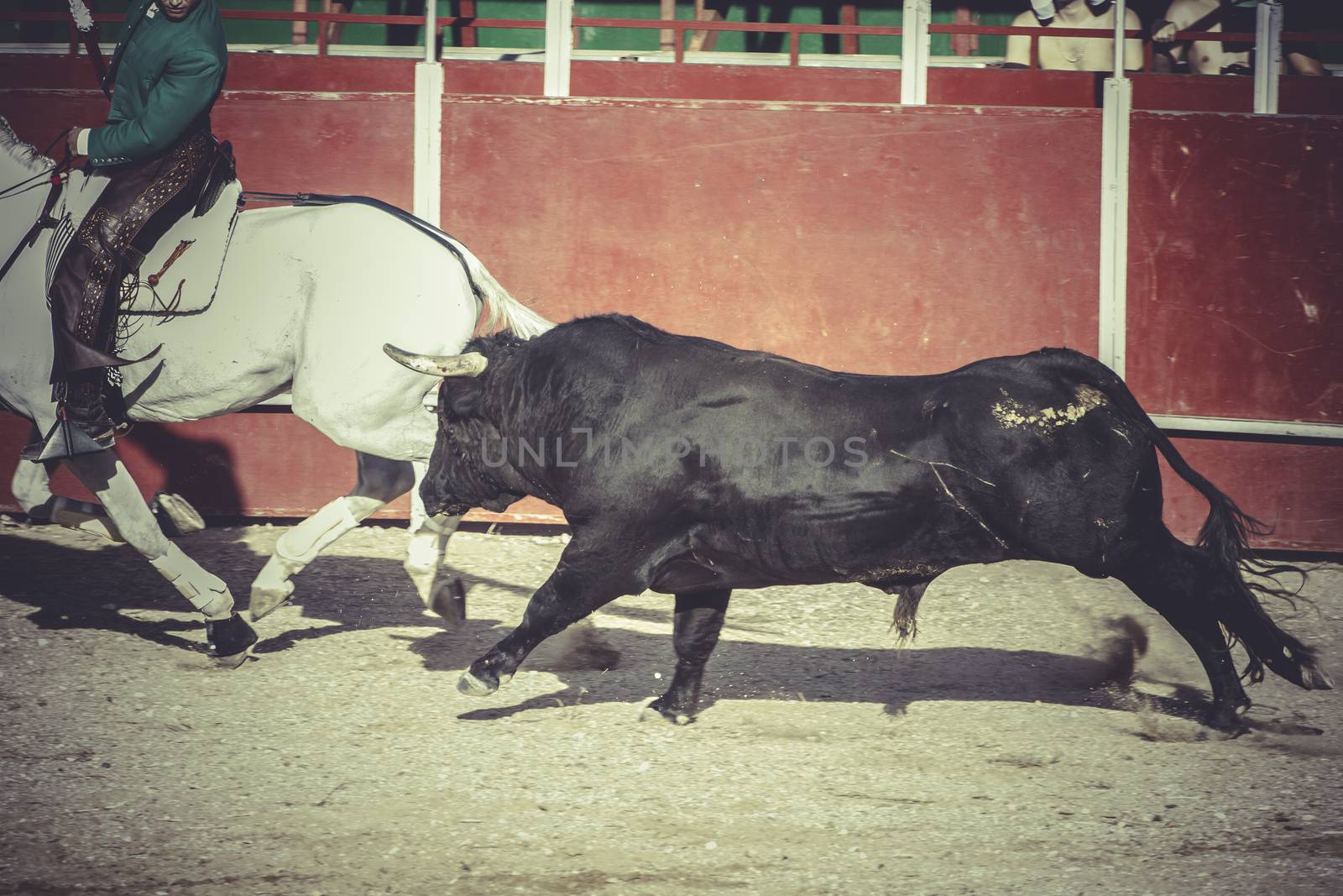 bullfight, traditional Spanish party where a matador fighting a bull