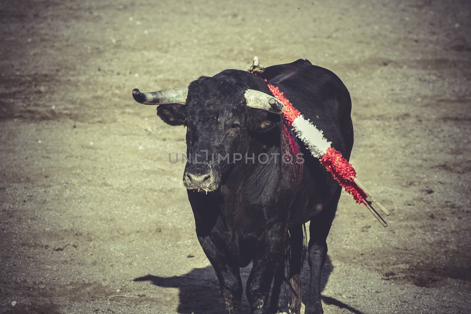 torero, bullfight, traditional Spanish party where a matador fighting a bull