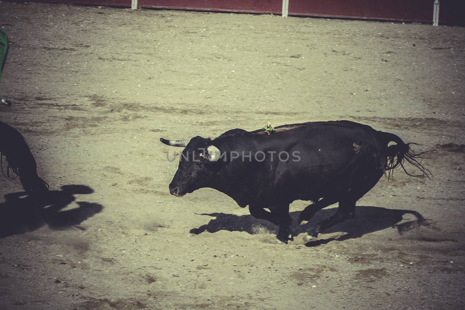 brave, bullfight, traditional Spanish party where a matador figh by FernandoCortes