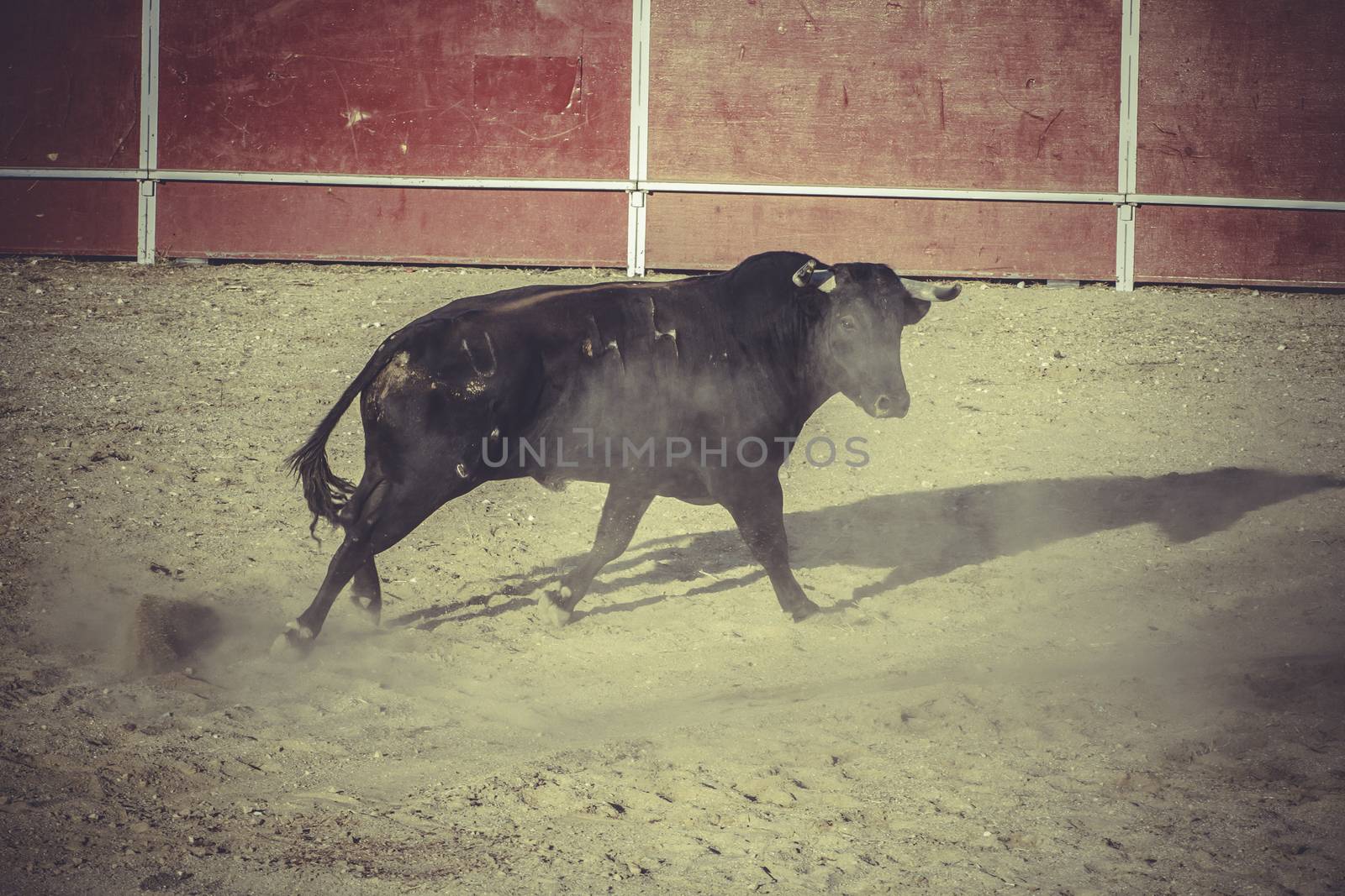 bullfight, traditional Spanish party where a matador fighting a by FernandoCortes