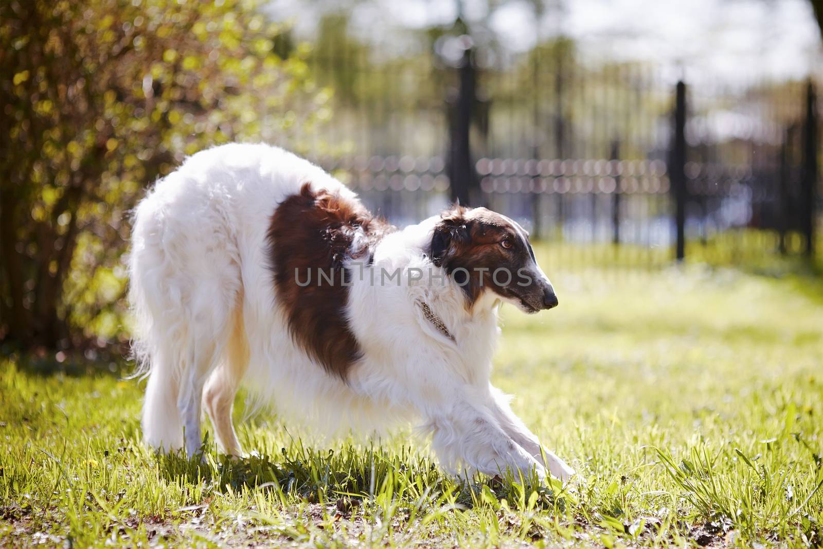 Borzoi.  by Azaliya