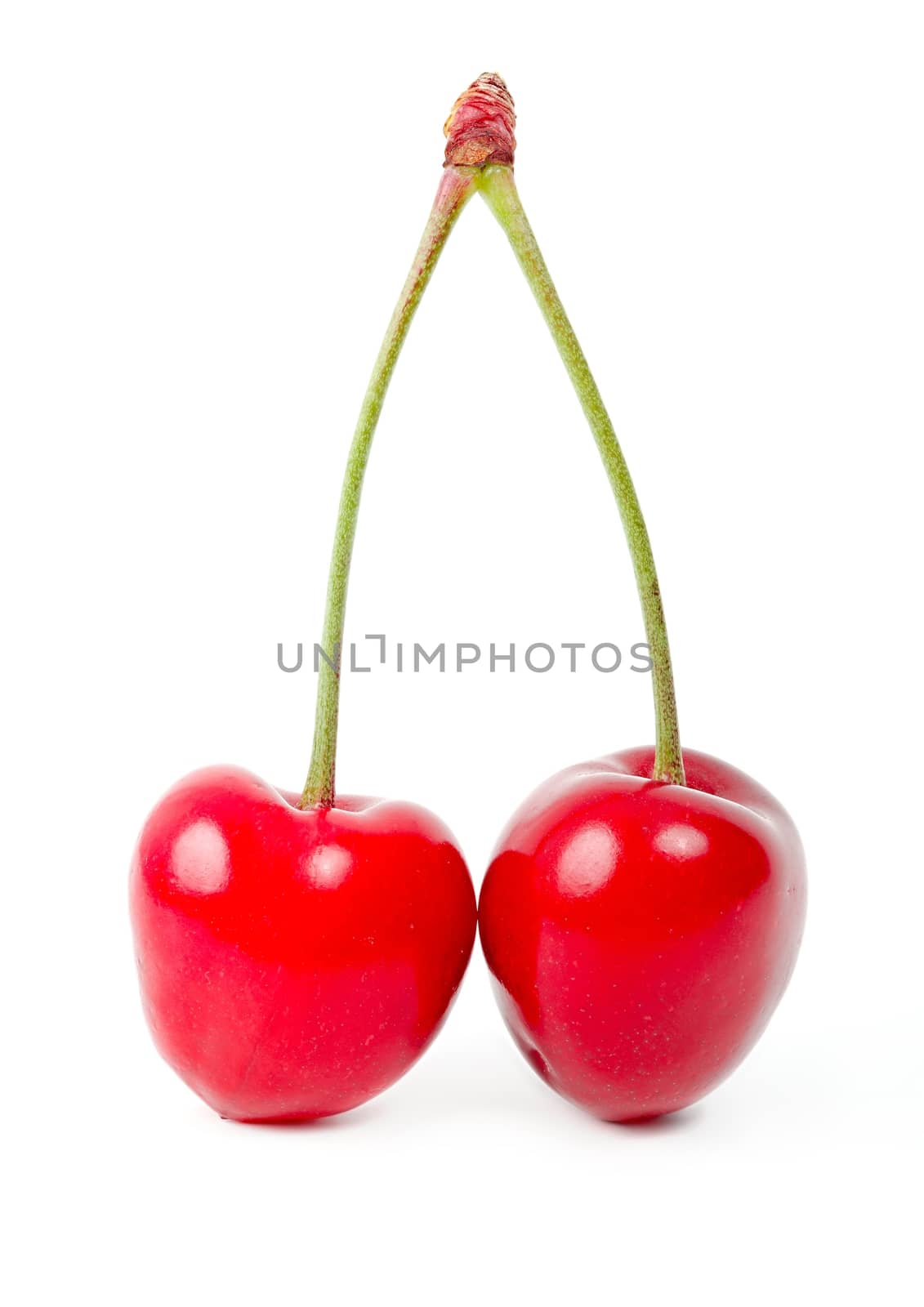 Cherry by Gudella