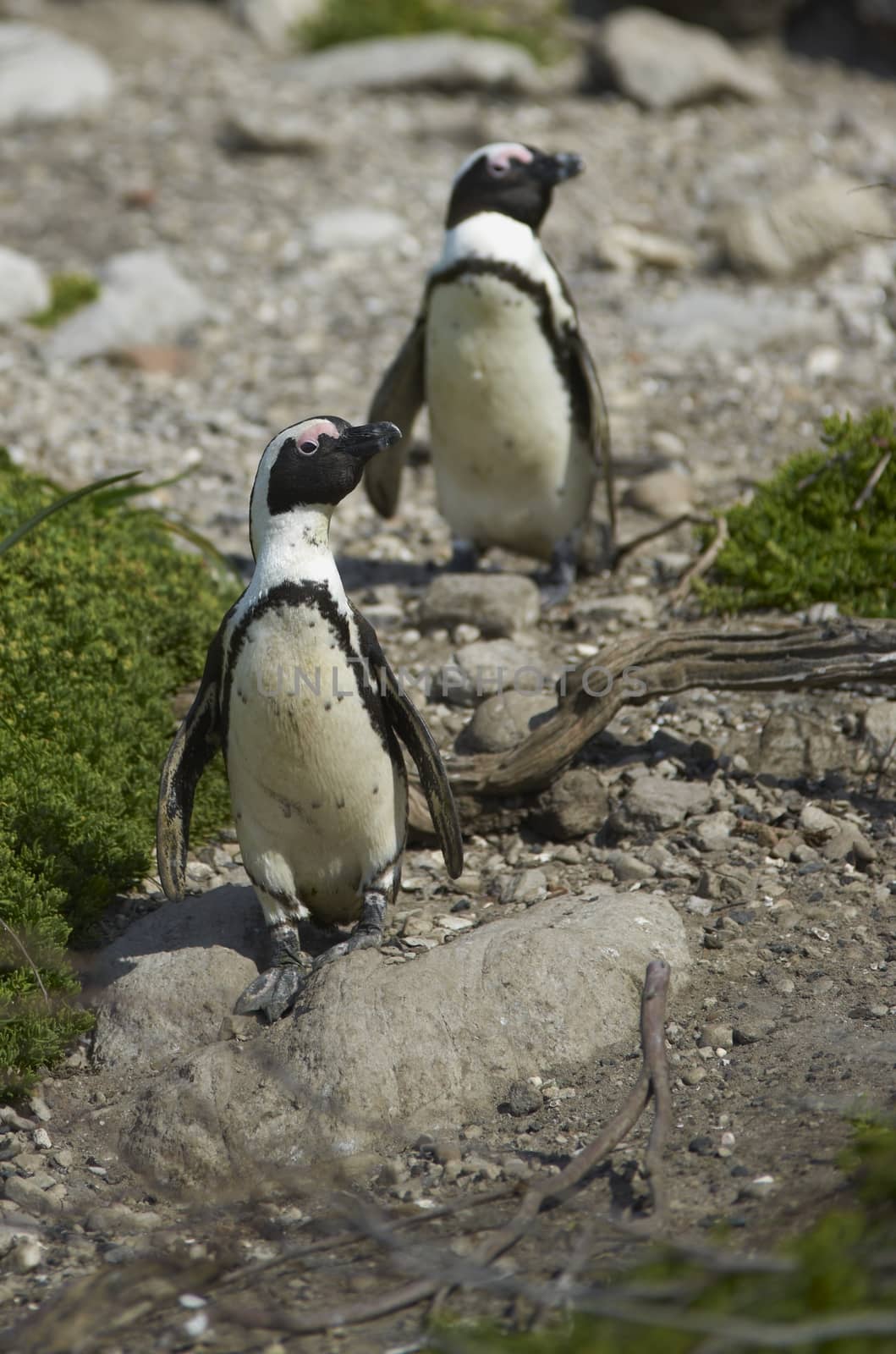African Penguins (Spheniscus demersus) at Bettys Bay Penguin Colony in the Western Cape of South Africa