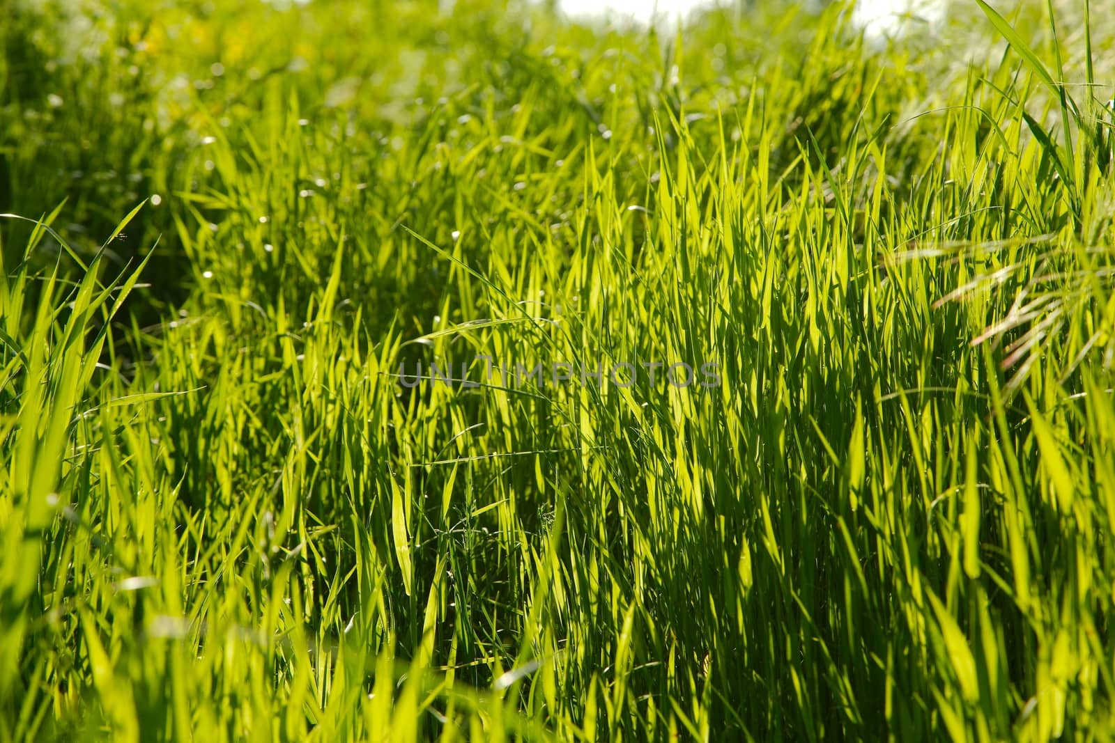 Green Grass by Gudella