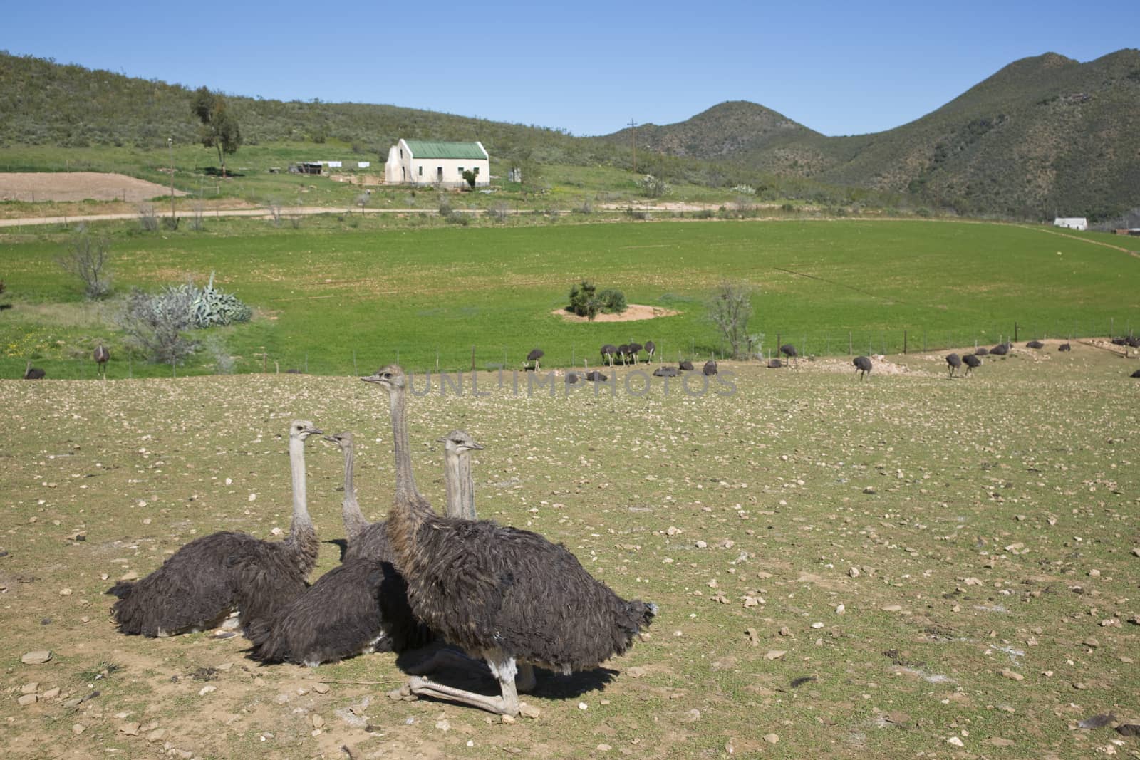 Ostrich farm in the Oudtshoorn region of the Western Cape in South Africa
