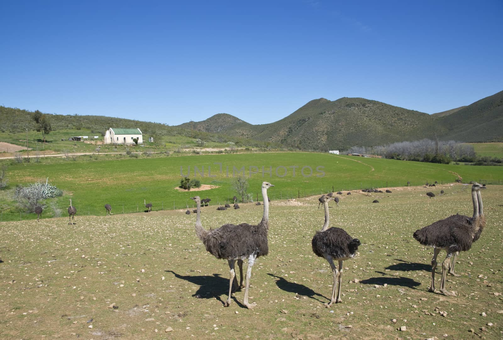 Ostrich farm in the Oudtshoorn region of the Western Cape in South Africa