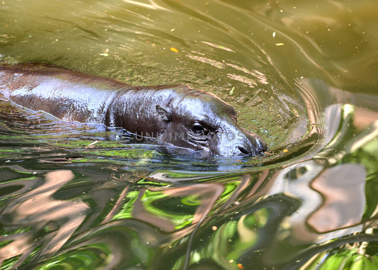 a pygmy hippo swimming in the water