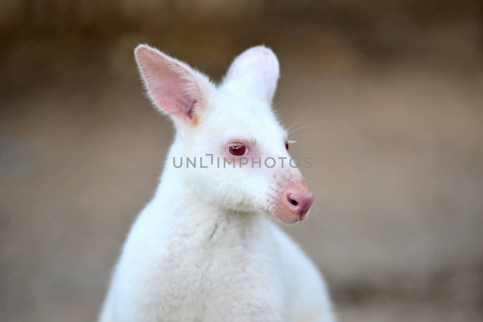 albino wallaby ( Macropus rufogriseus rufogriseus )