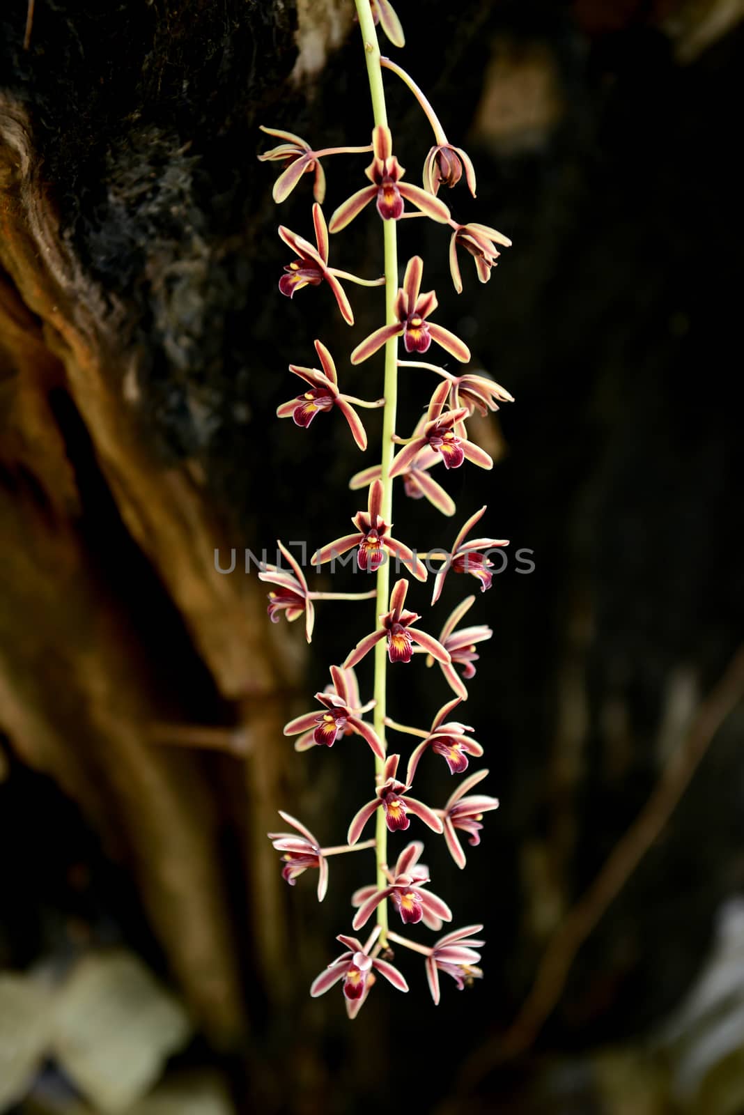 Cymbidium aloifolium on dark background, wild orchid in thailand