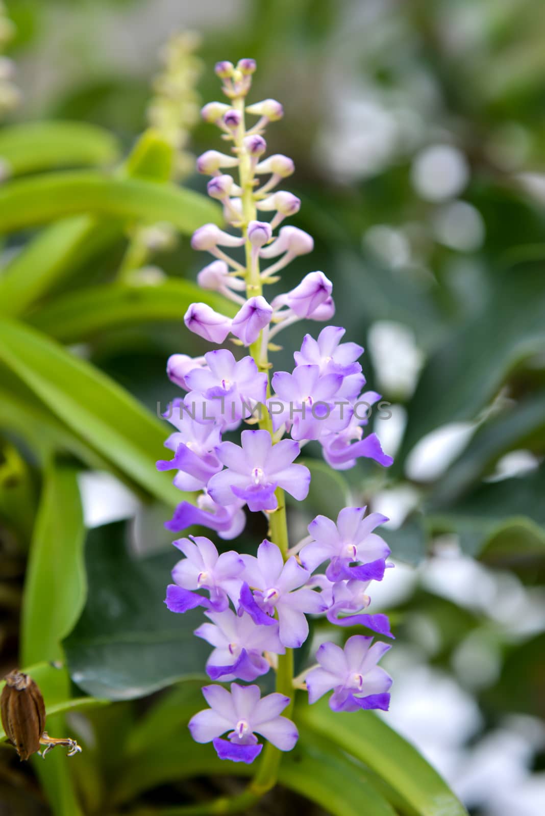 Rhynchostylis coelestis by anankkml